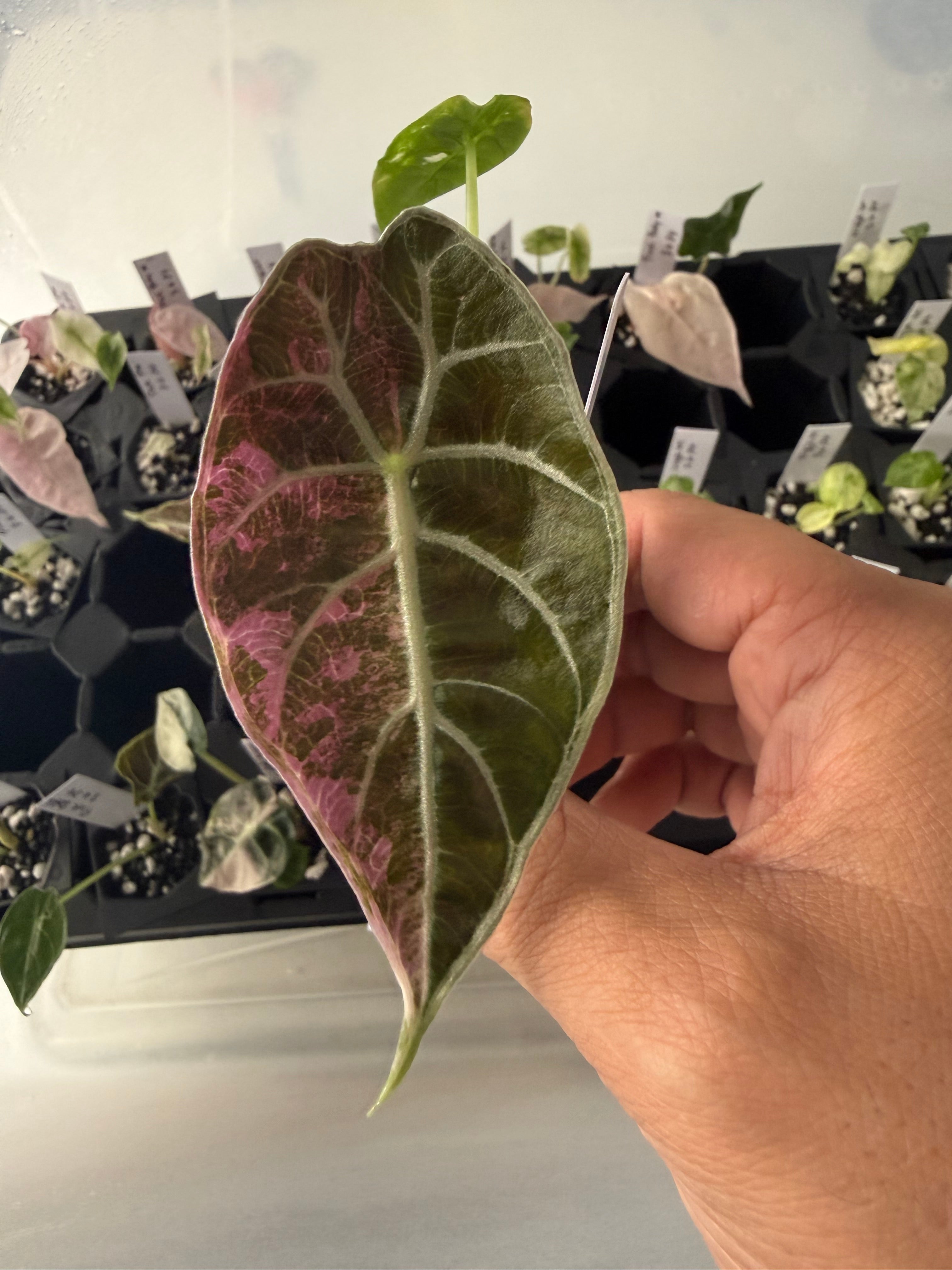 All plants