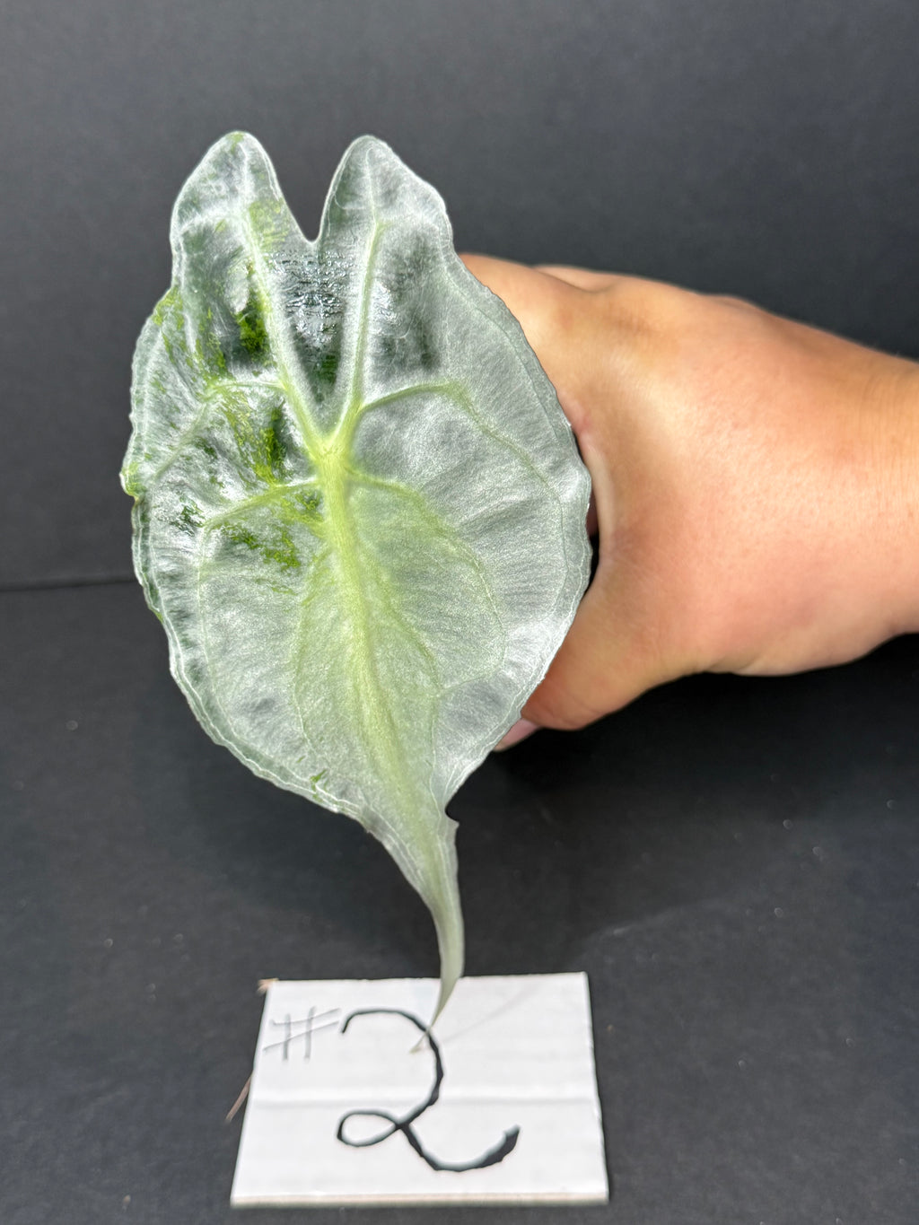 Alocasia Venom #2
