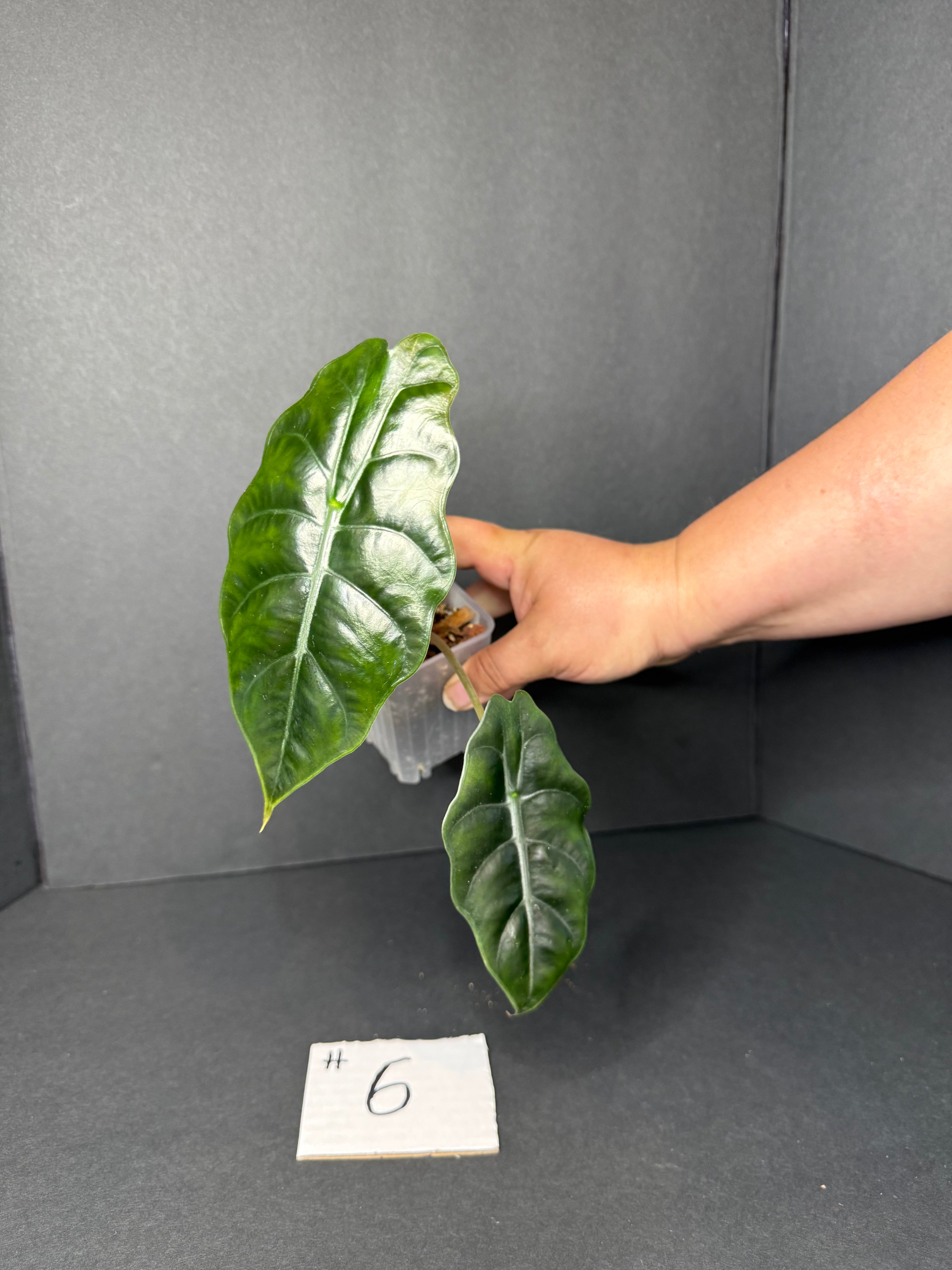 Alocasia Chantrieri #6