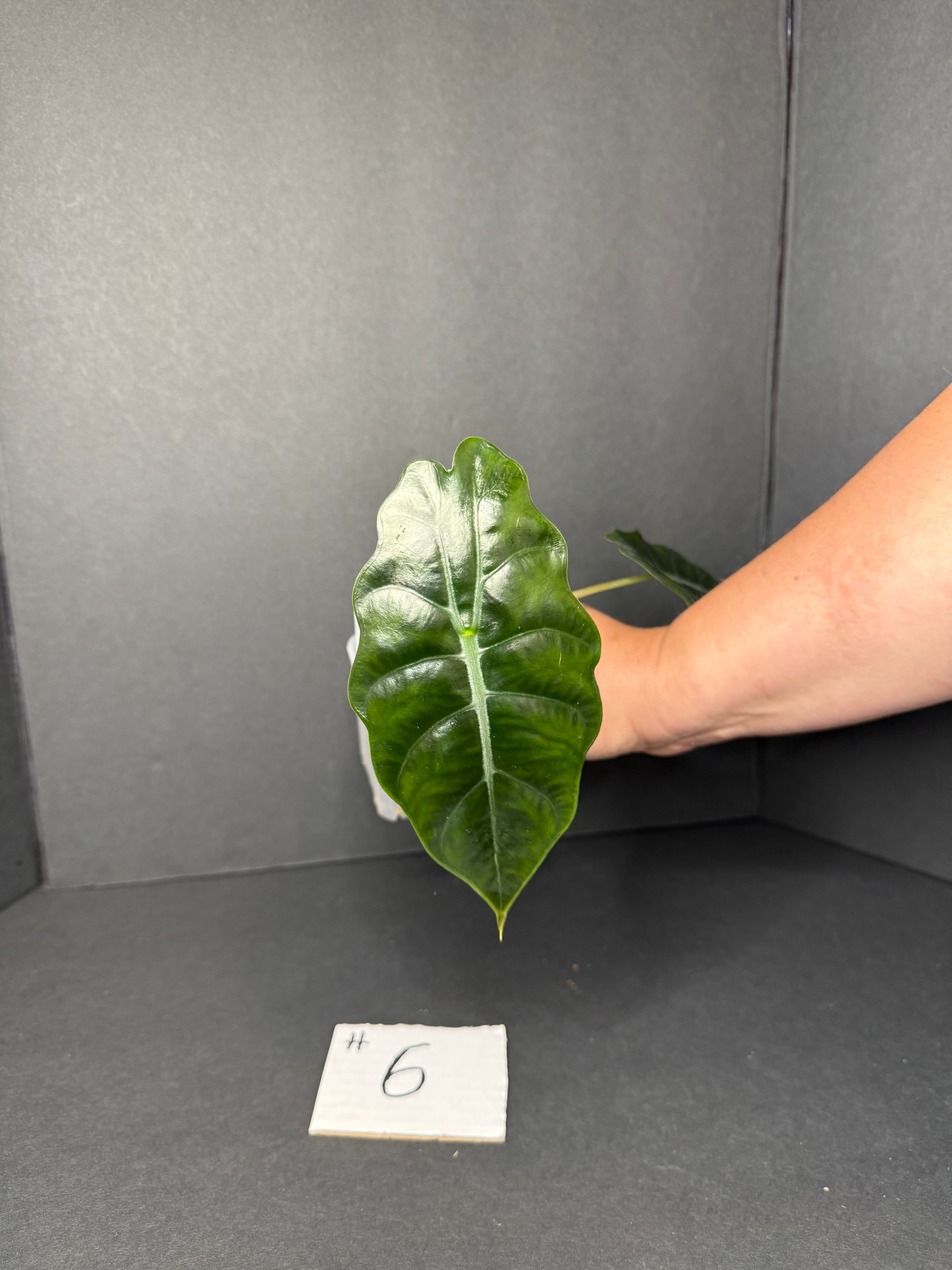 Alocasia Chantrieri #6