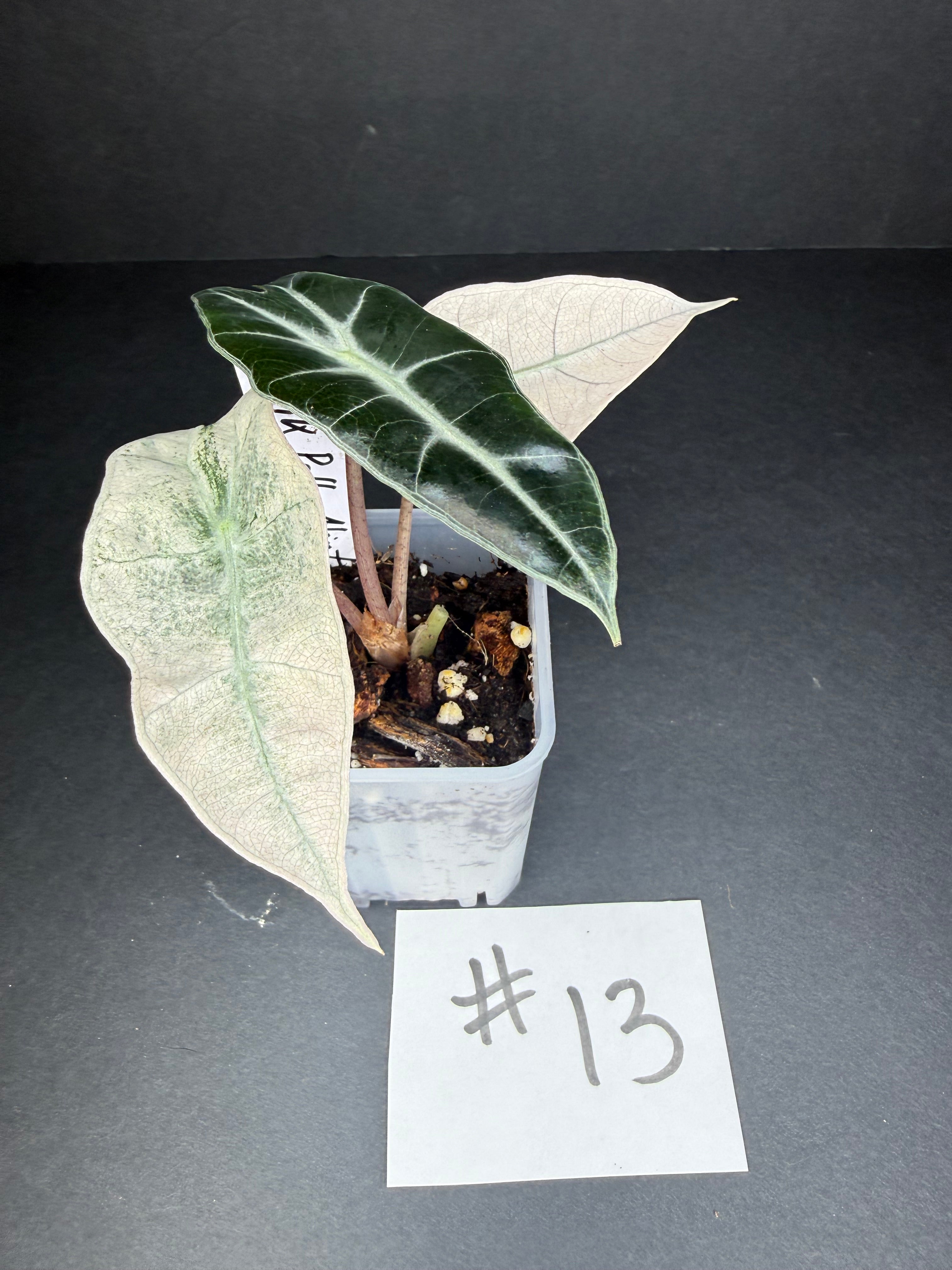 Alocasia Pink Polly Mint #13