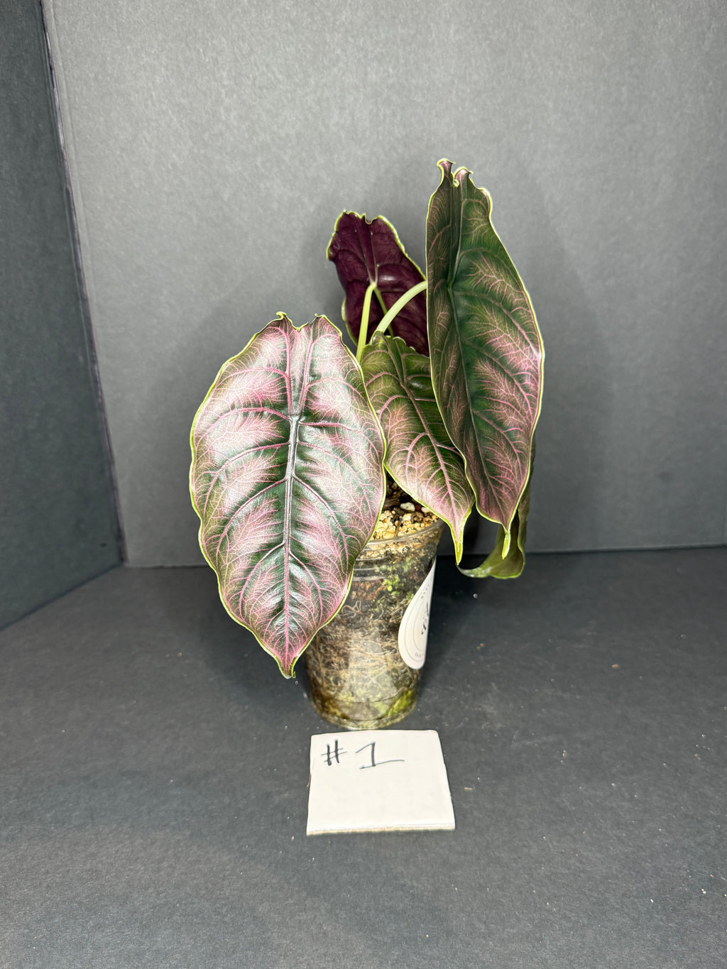 Alocasia Azlanii #1