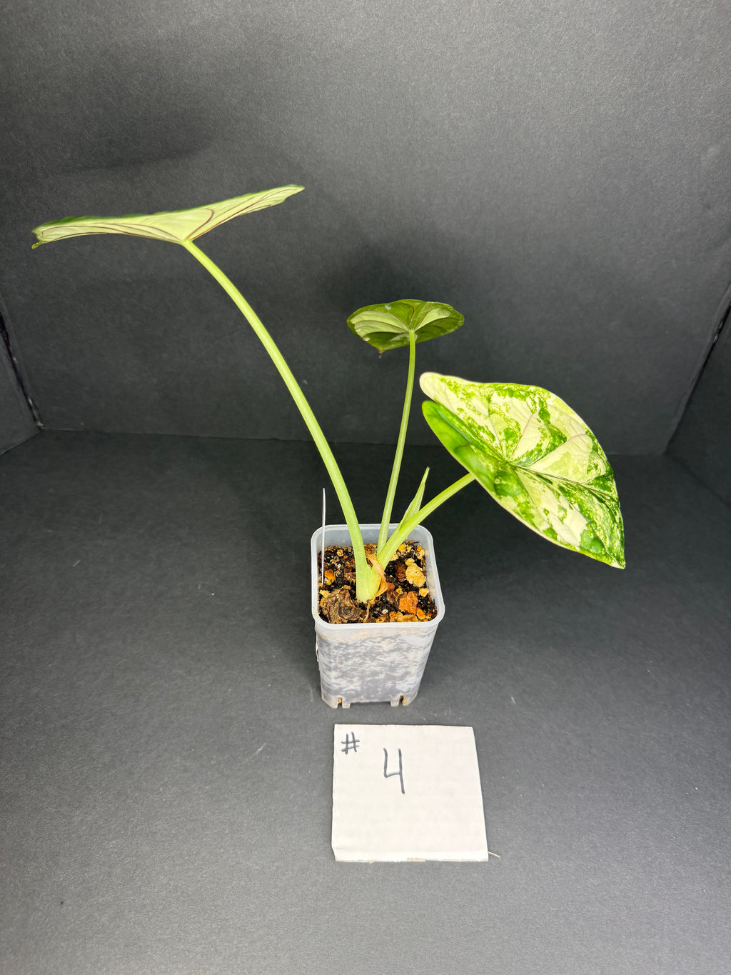 Alocasia Dragon Scale Albo Pup #4