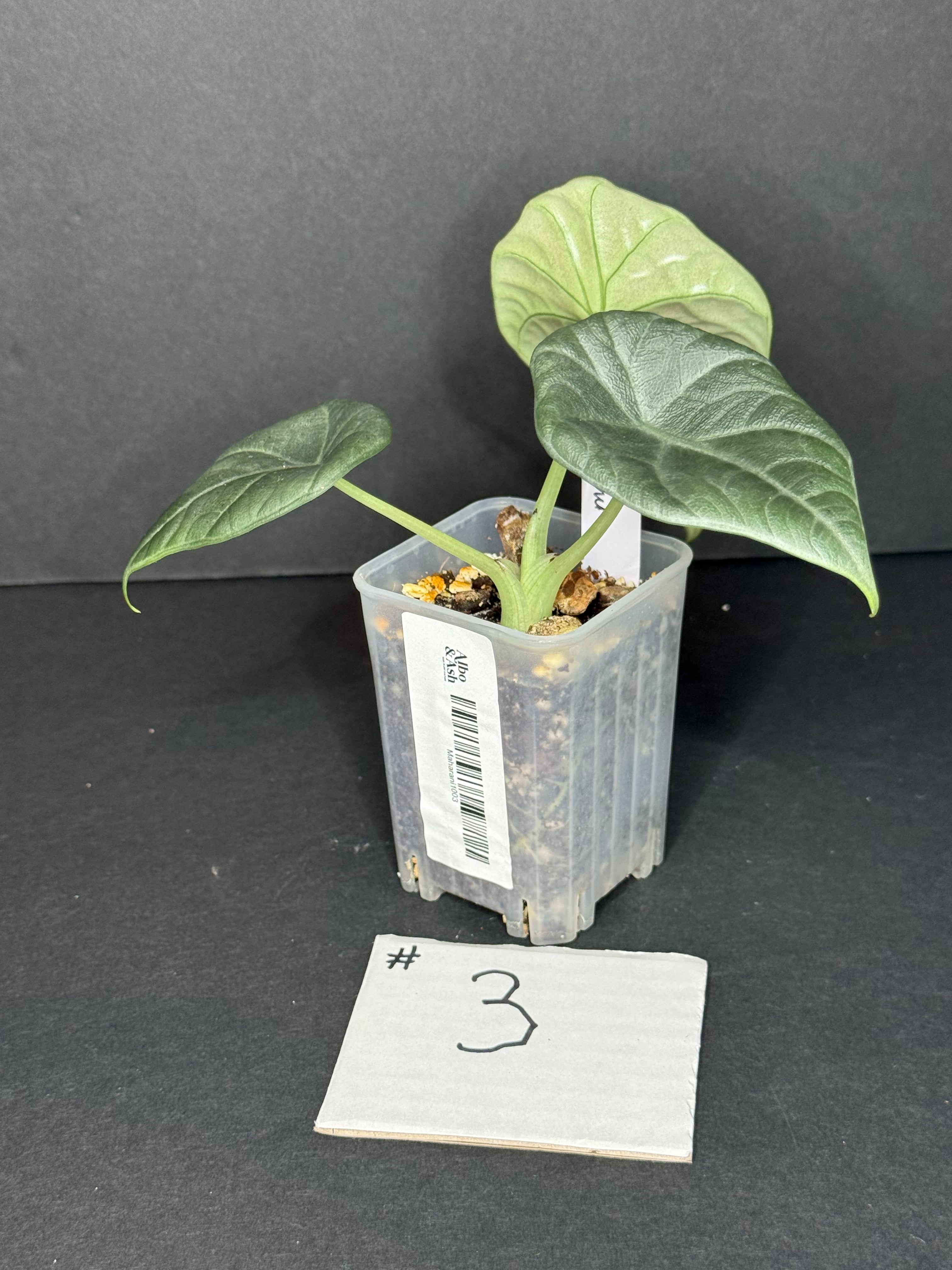 Alocasia Maharani Pup #3