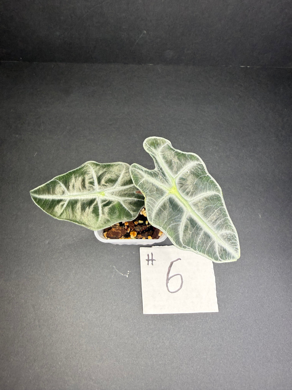 Alocasia Polly #6