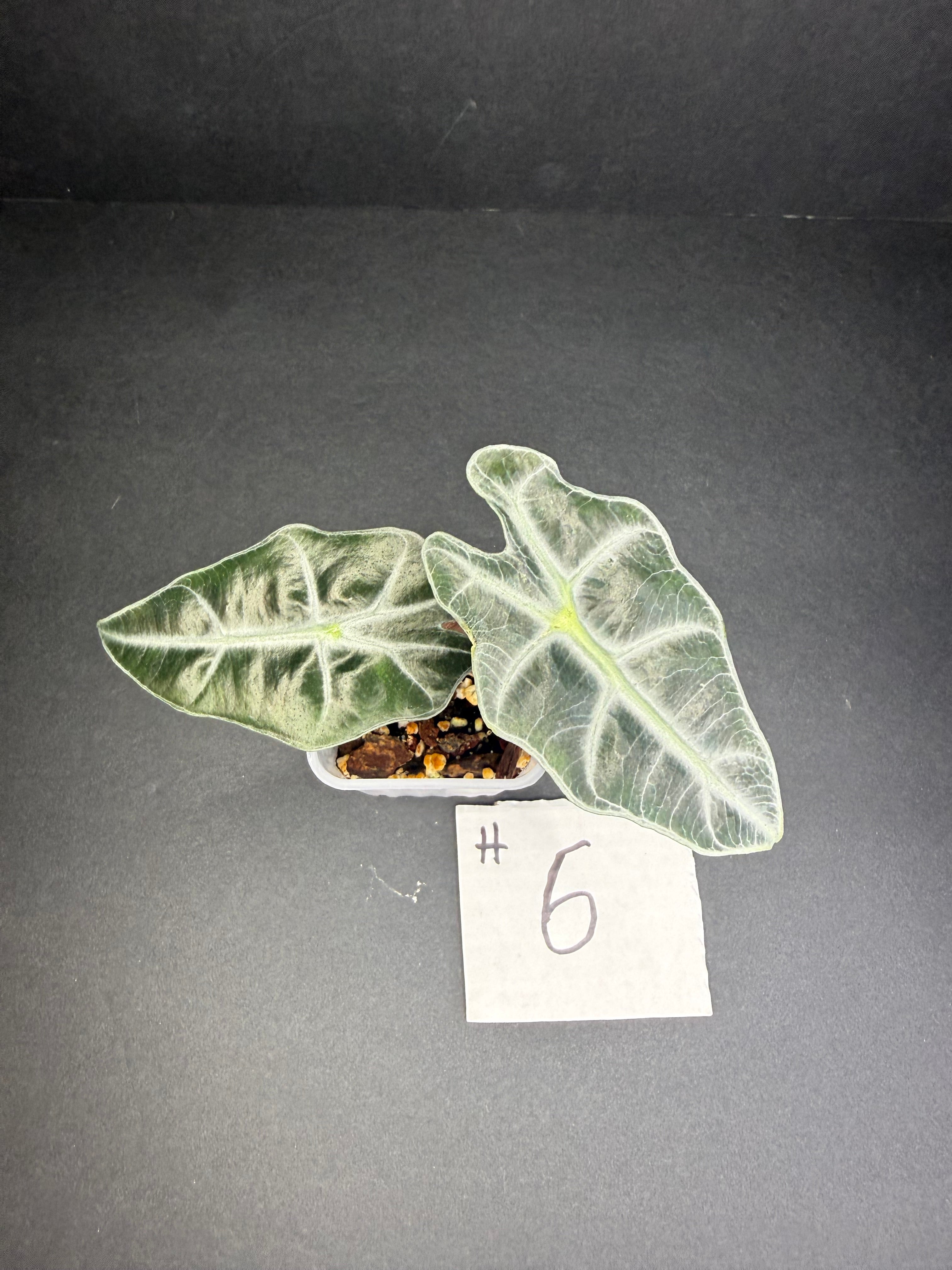 Alocasia Polly #6