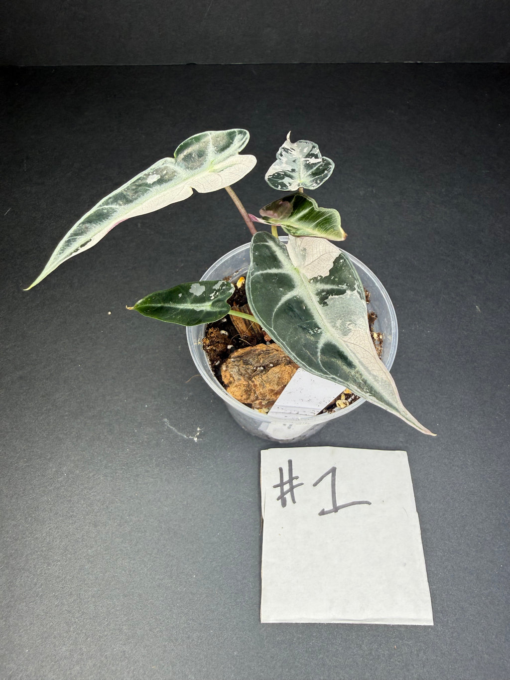 Alocasia Pink Bambino Arrow
