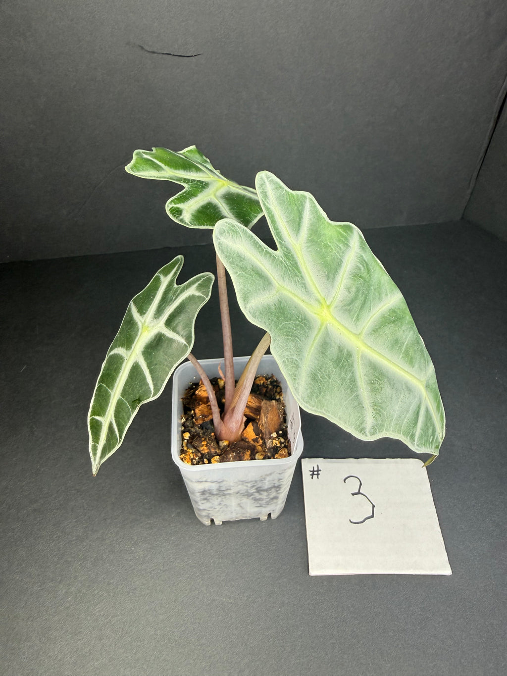 Alocasia Polly #3