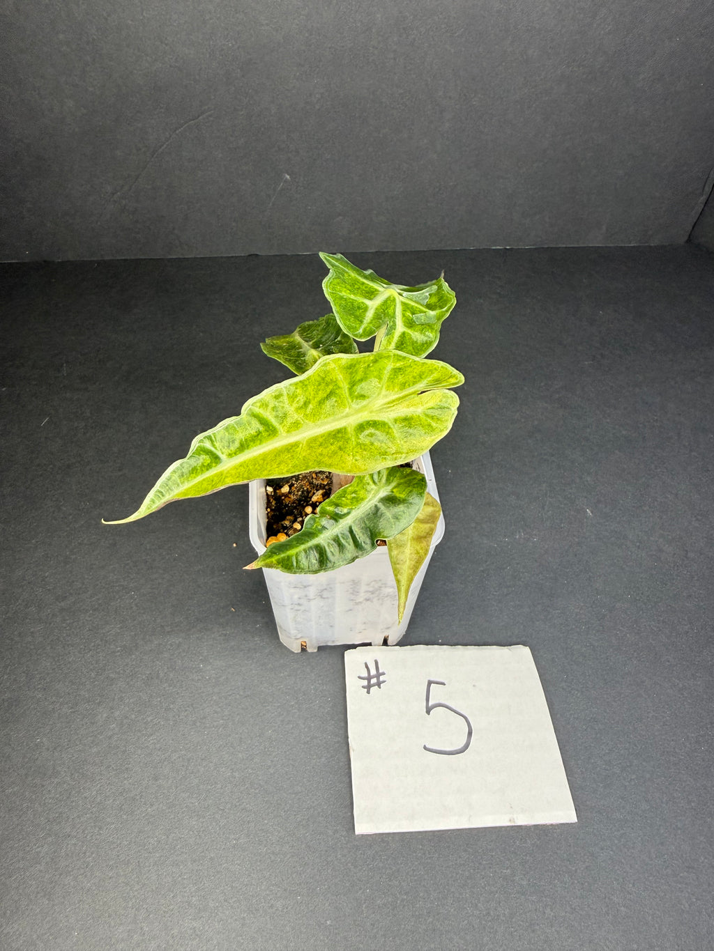 Alocasia Polly Aurea #5