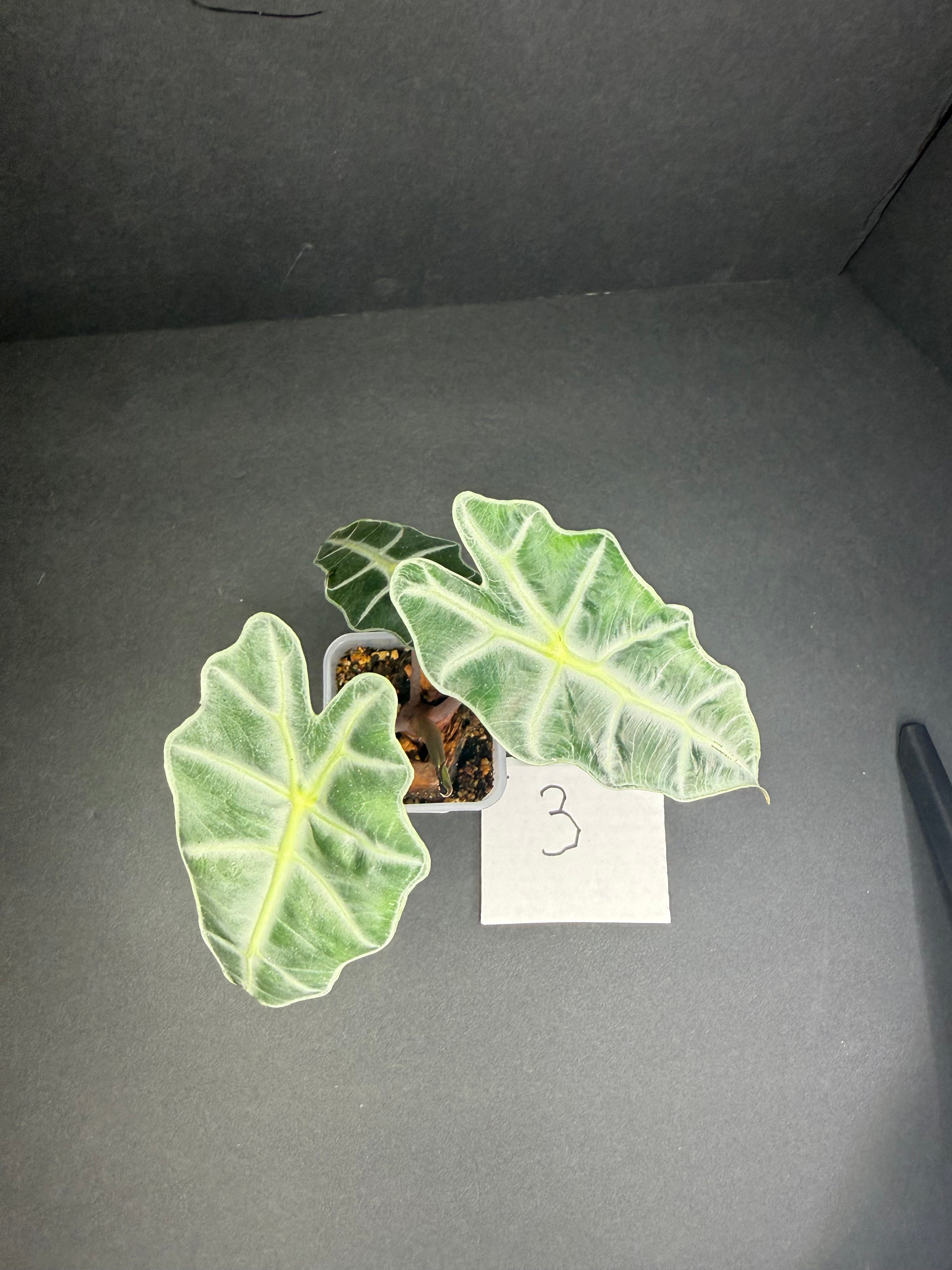 Alocasia Polly #3