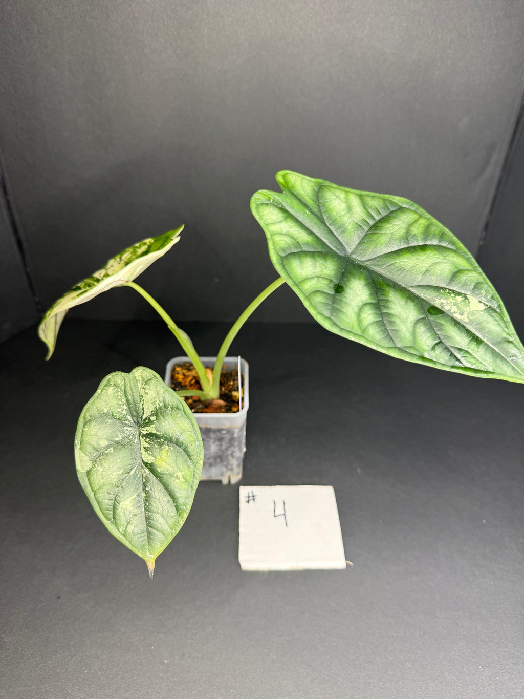 Alocasia Dragon Scale Albo Pup #4