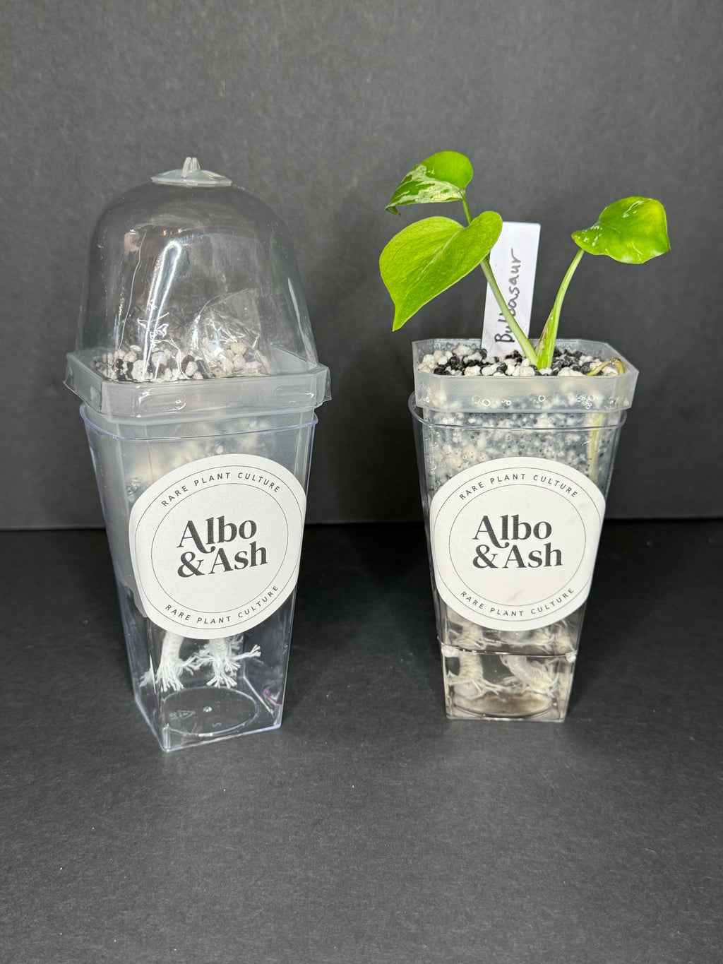 All-In-One TC & Corm Acclimation Kit