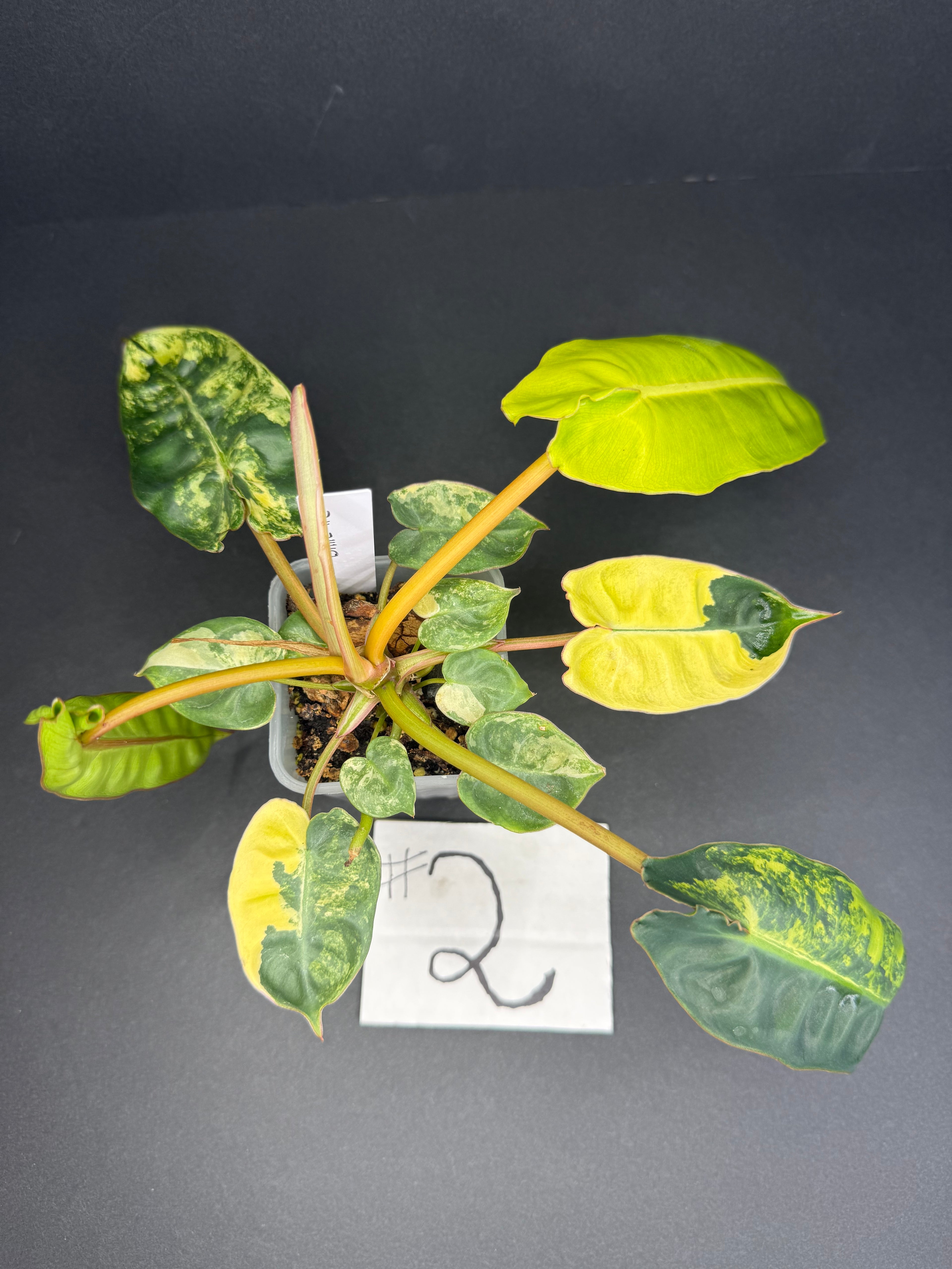 Philodendron Billietiae Variegated