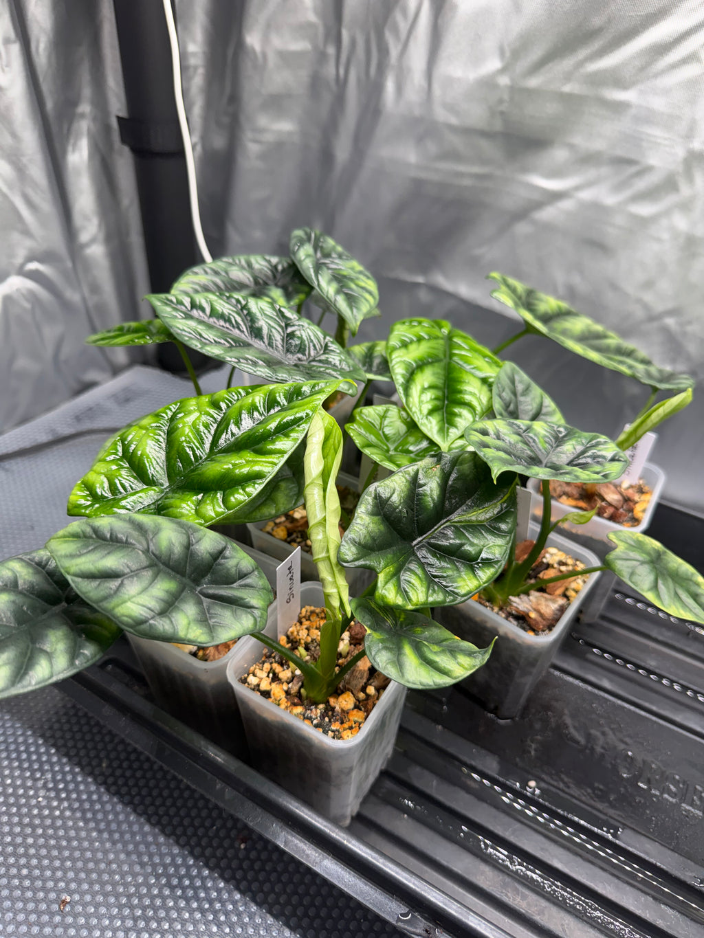 Alocasia Sinuata