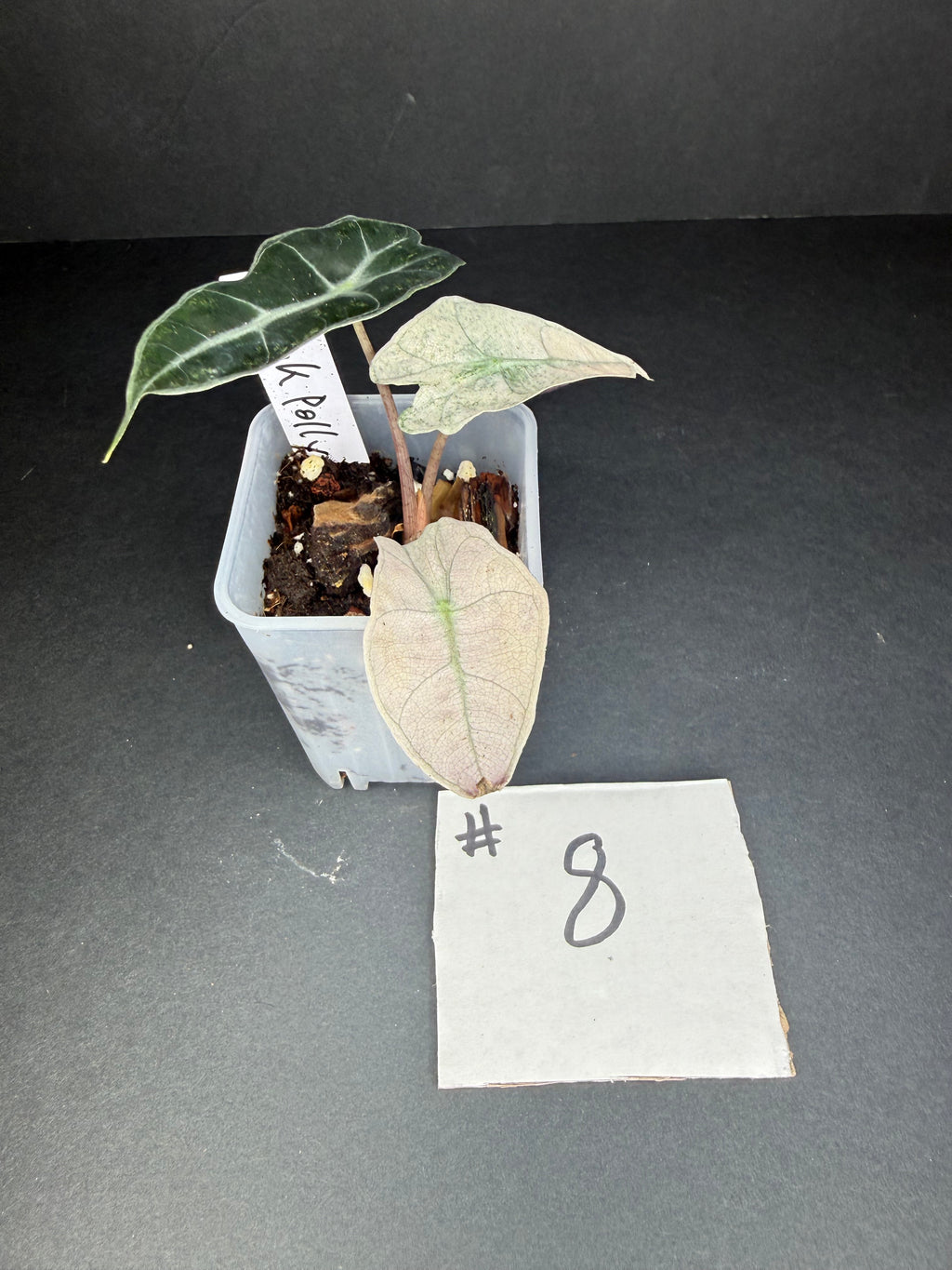 Alocasia Pink Polly Mint 8