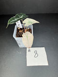 Alocasia Pink Polly Mint 8