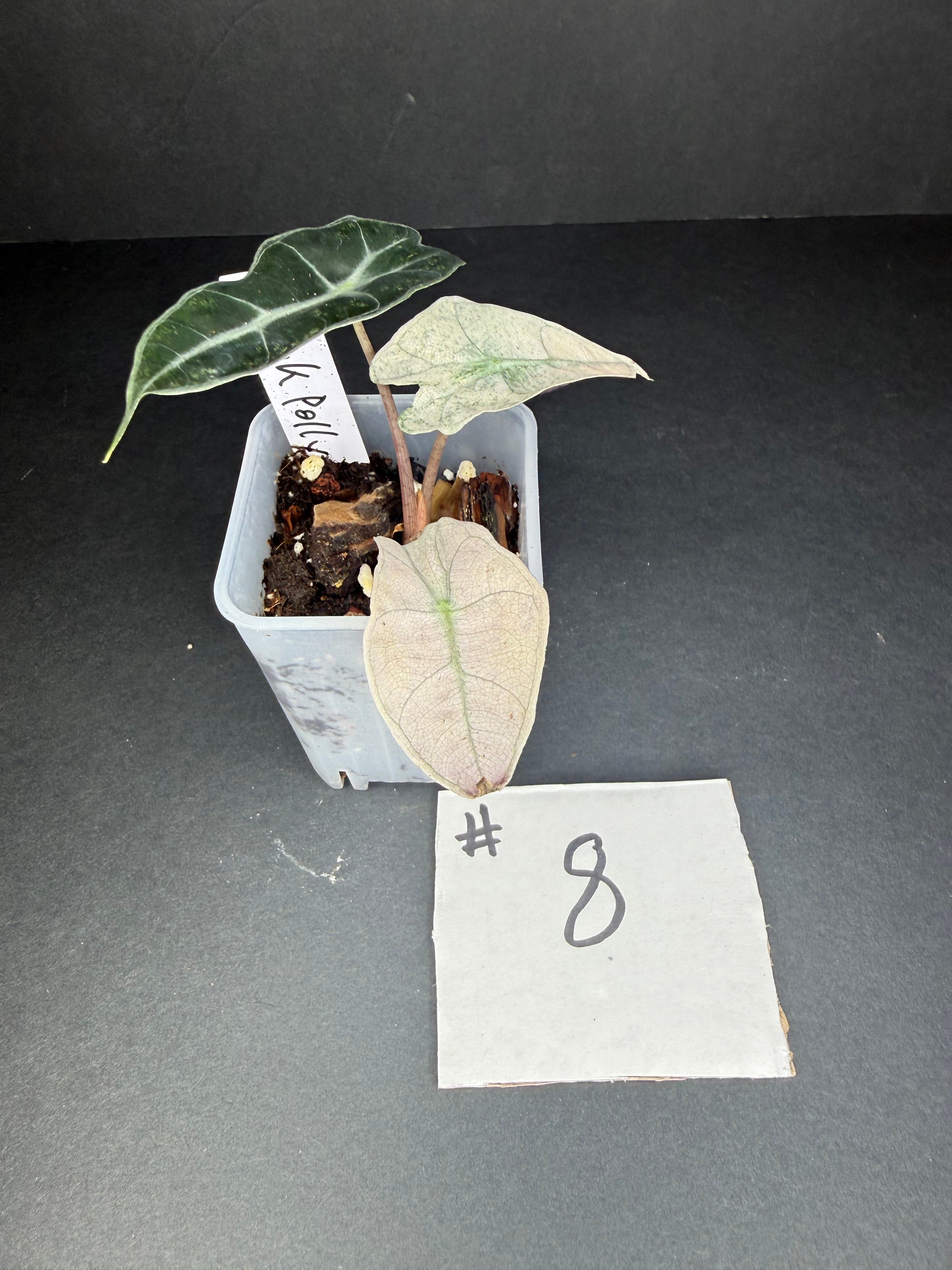 Alocasia Pink Polly Mint 8