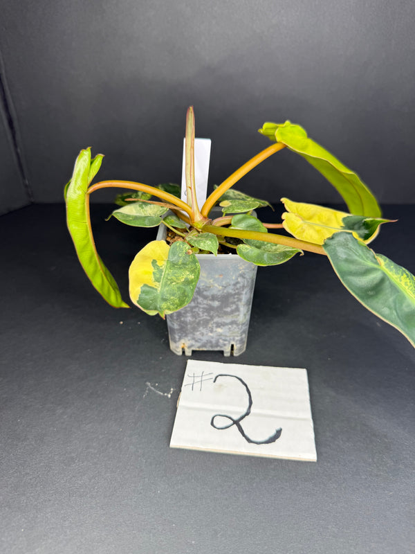 Philodendron Billietiae Variegated