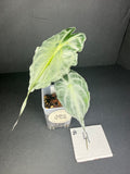 Alocasia Venom #4