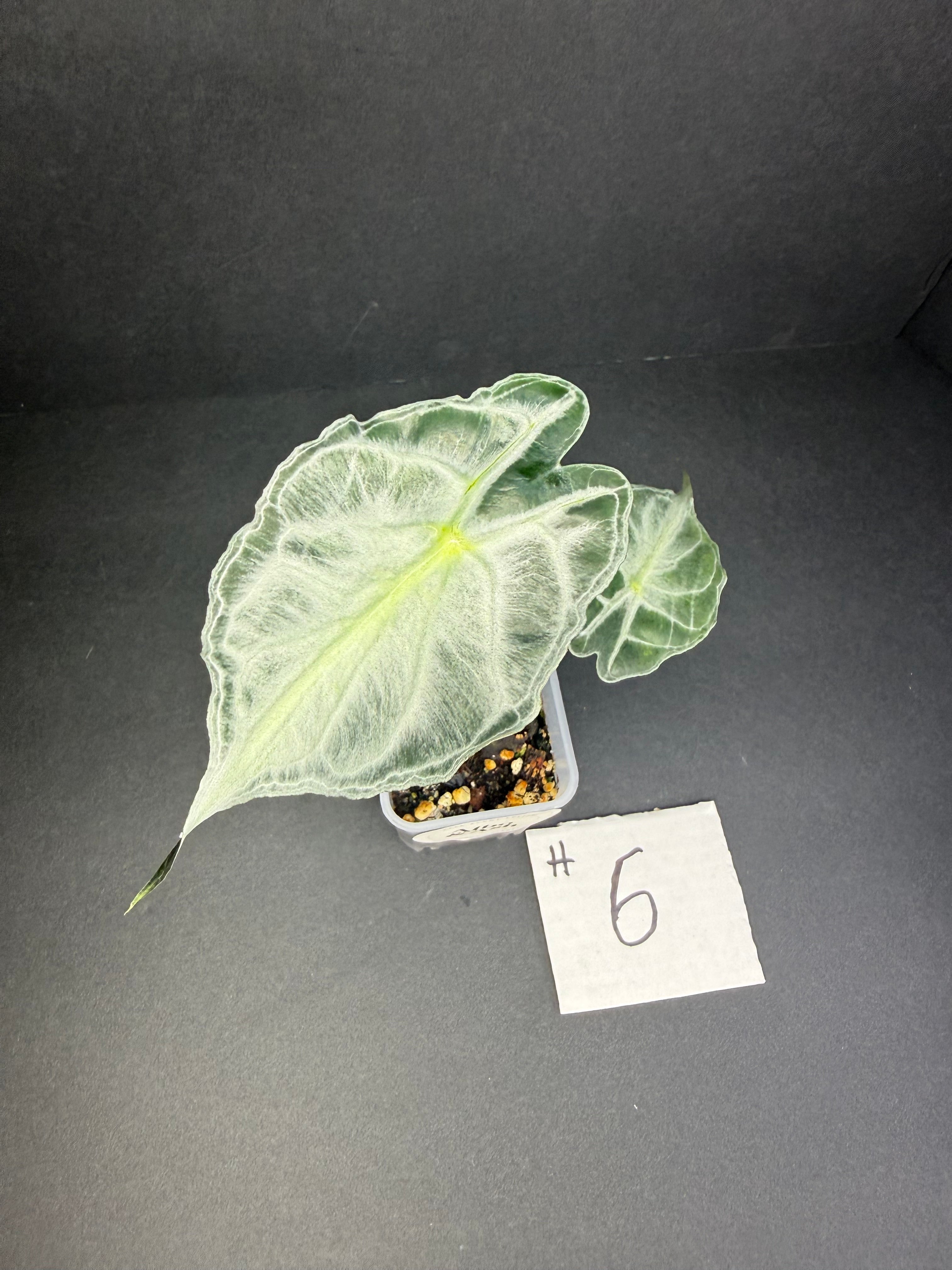 Alocasia Venom #6