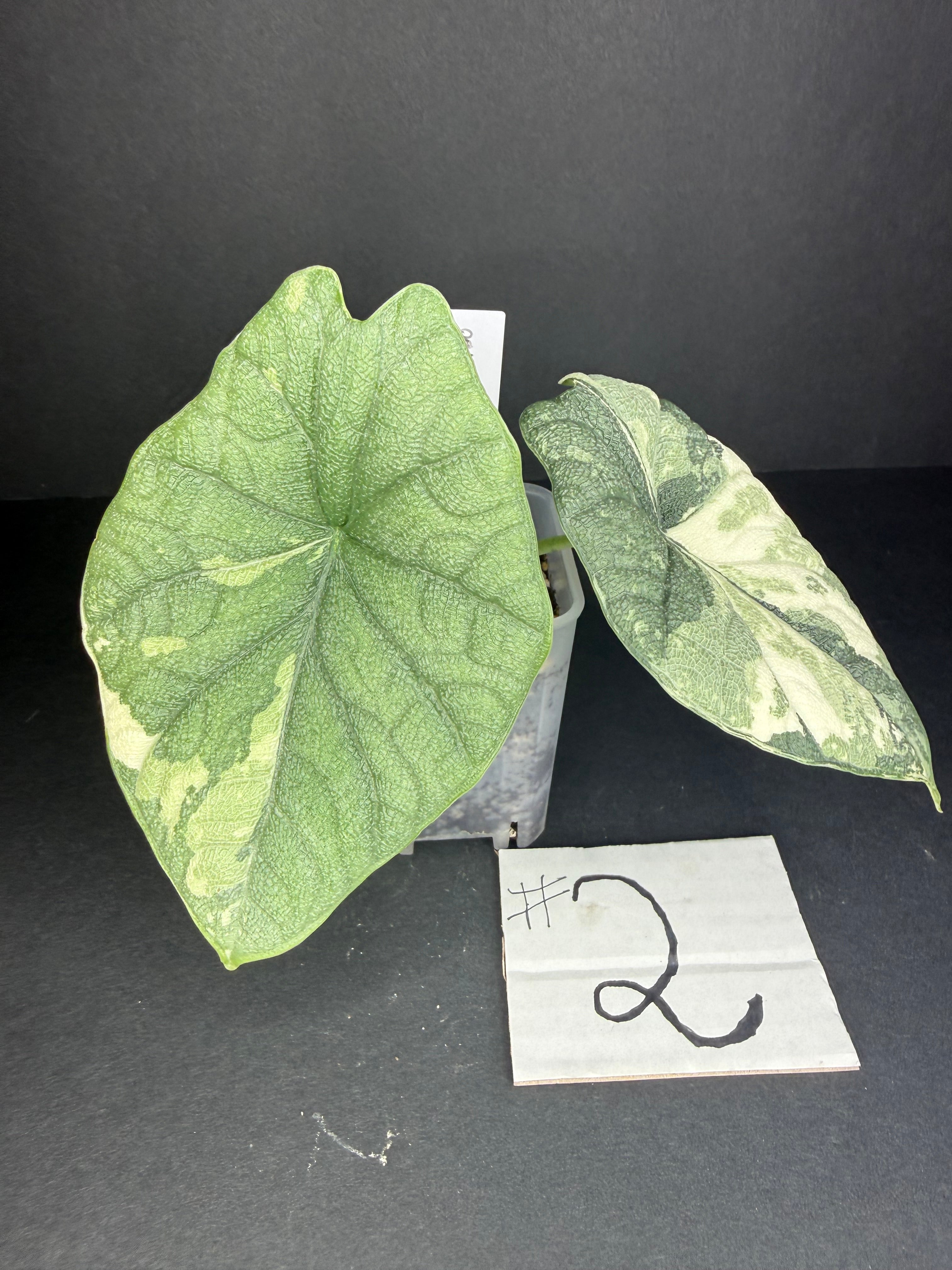 Alocasia Melo Albo Teen