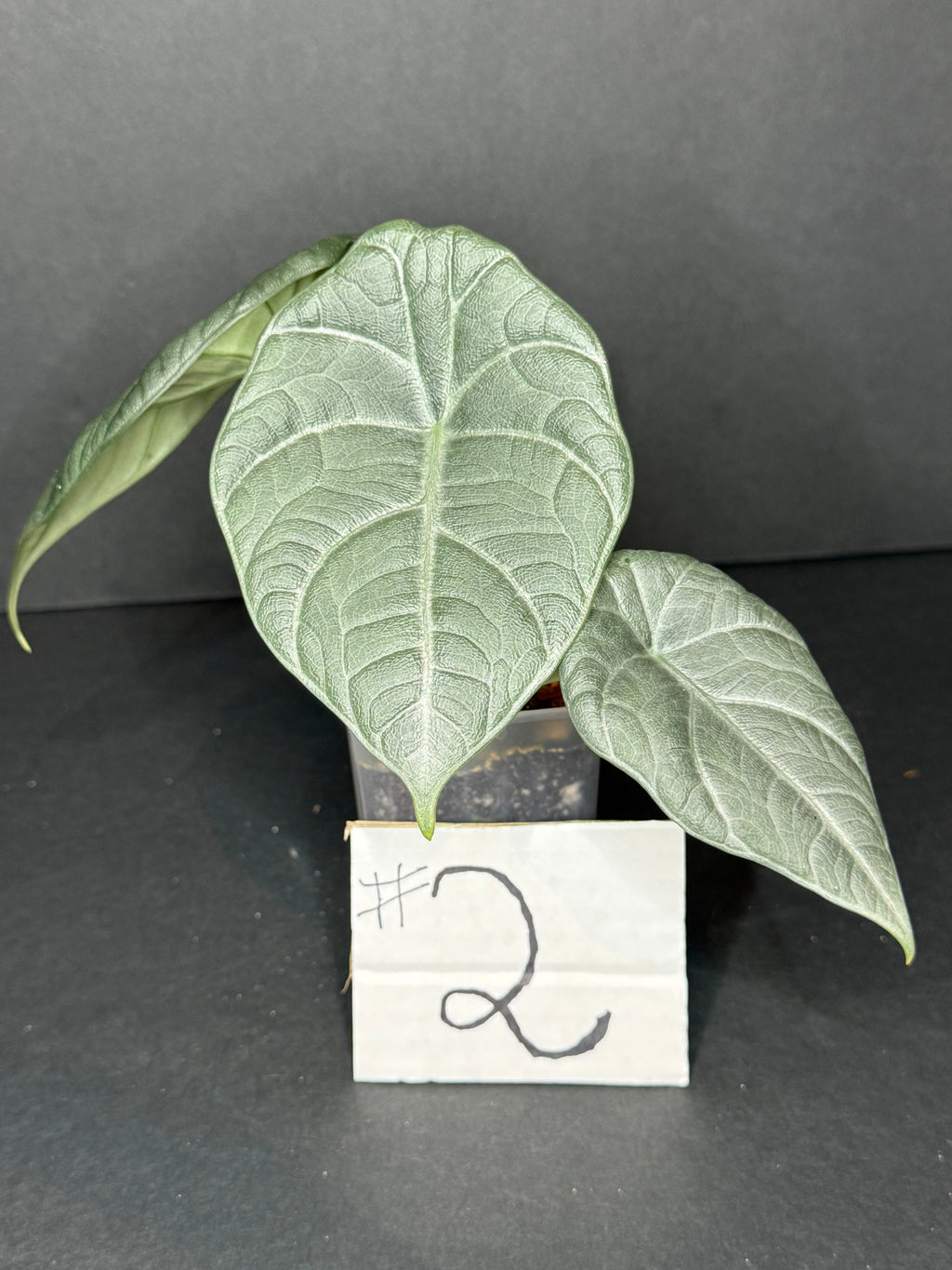 Alocasia Maharani Pup #2