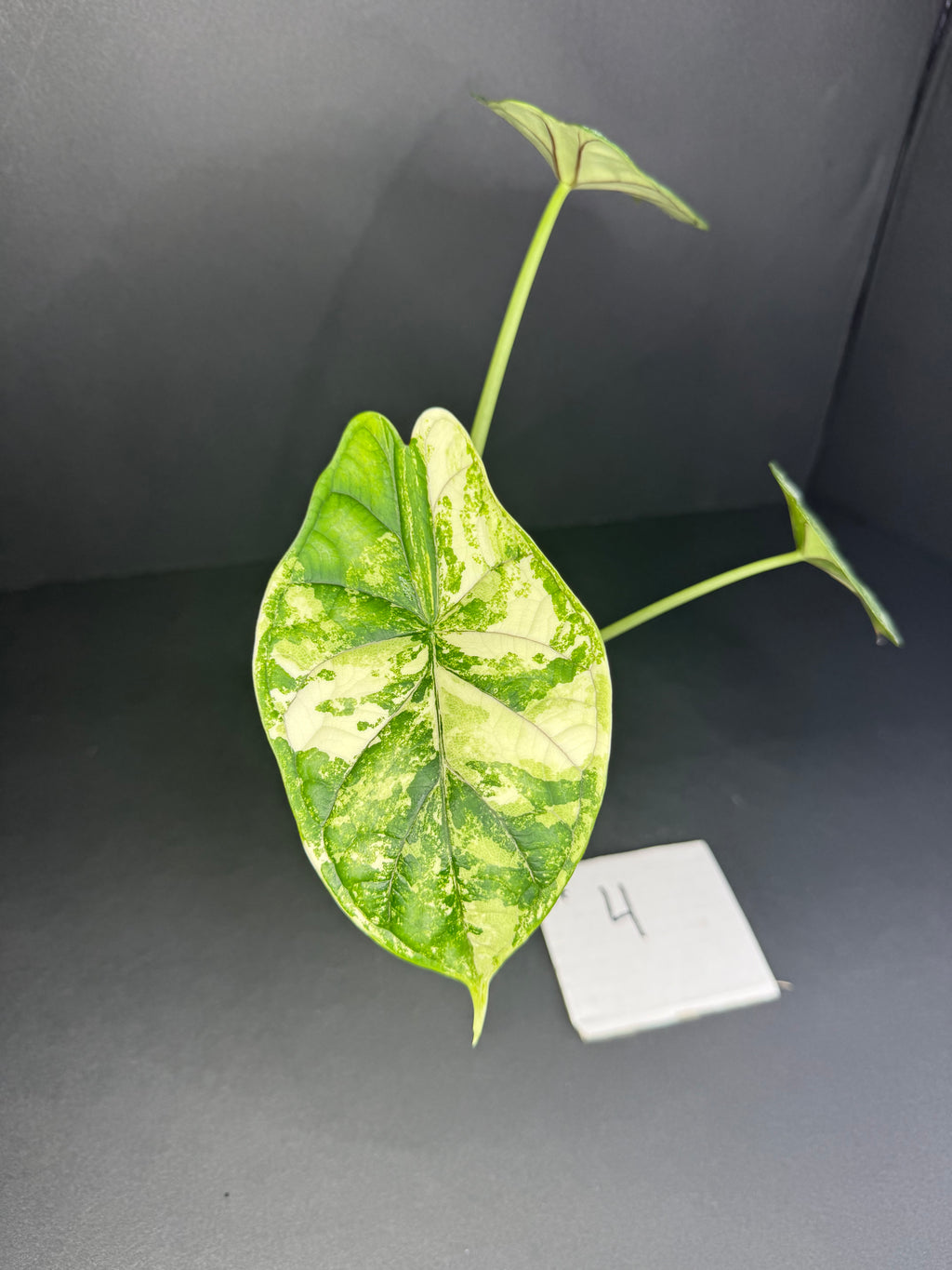 Alocasia Dragon Scale Albo Pup #4