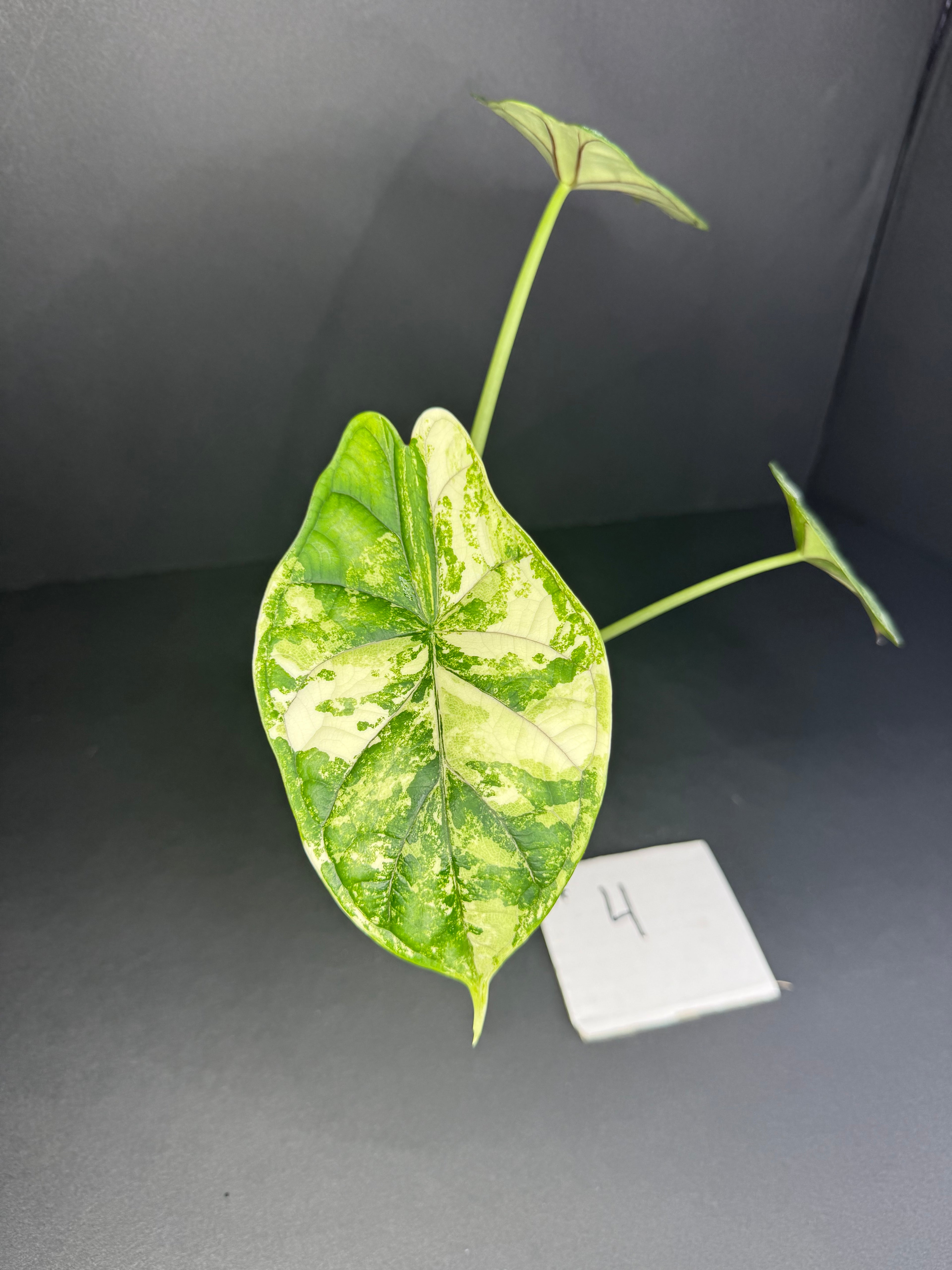 Alocasia Dragon Scale Albo Pup #4