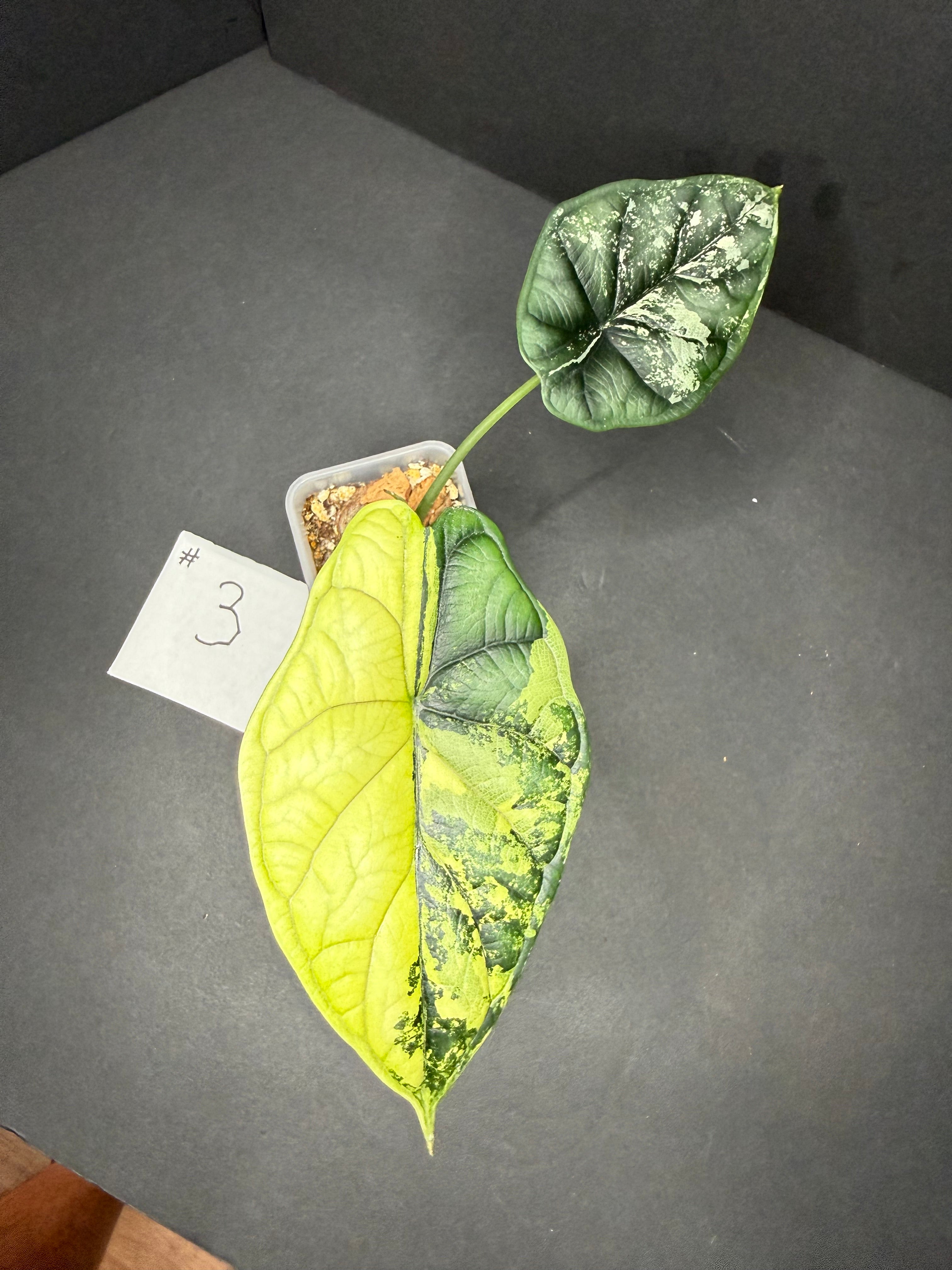 Alocasia Dragon Scale Albo #3