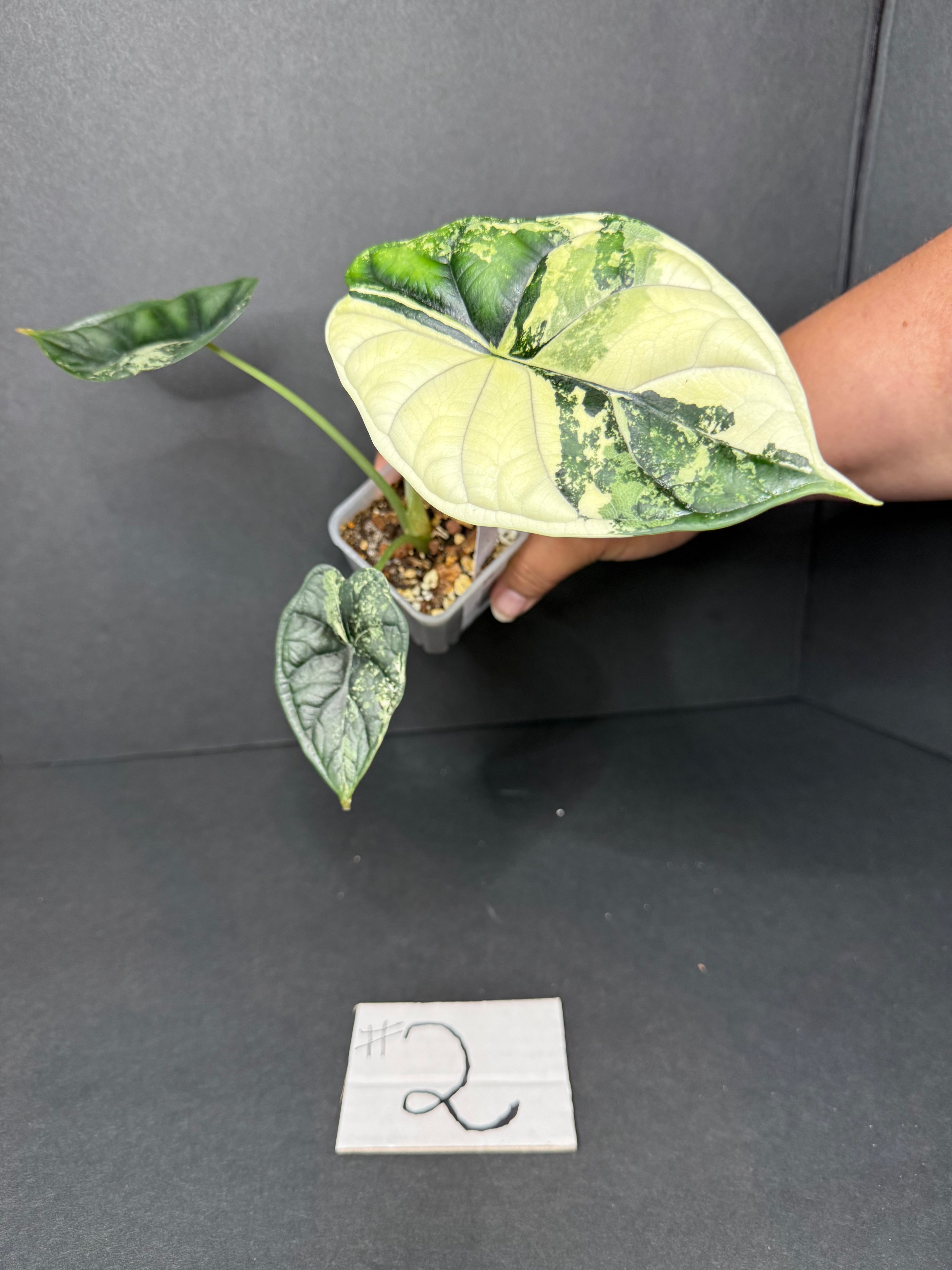 Alocasia Dragon Scale Albo #2