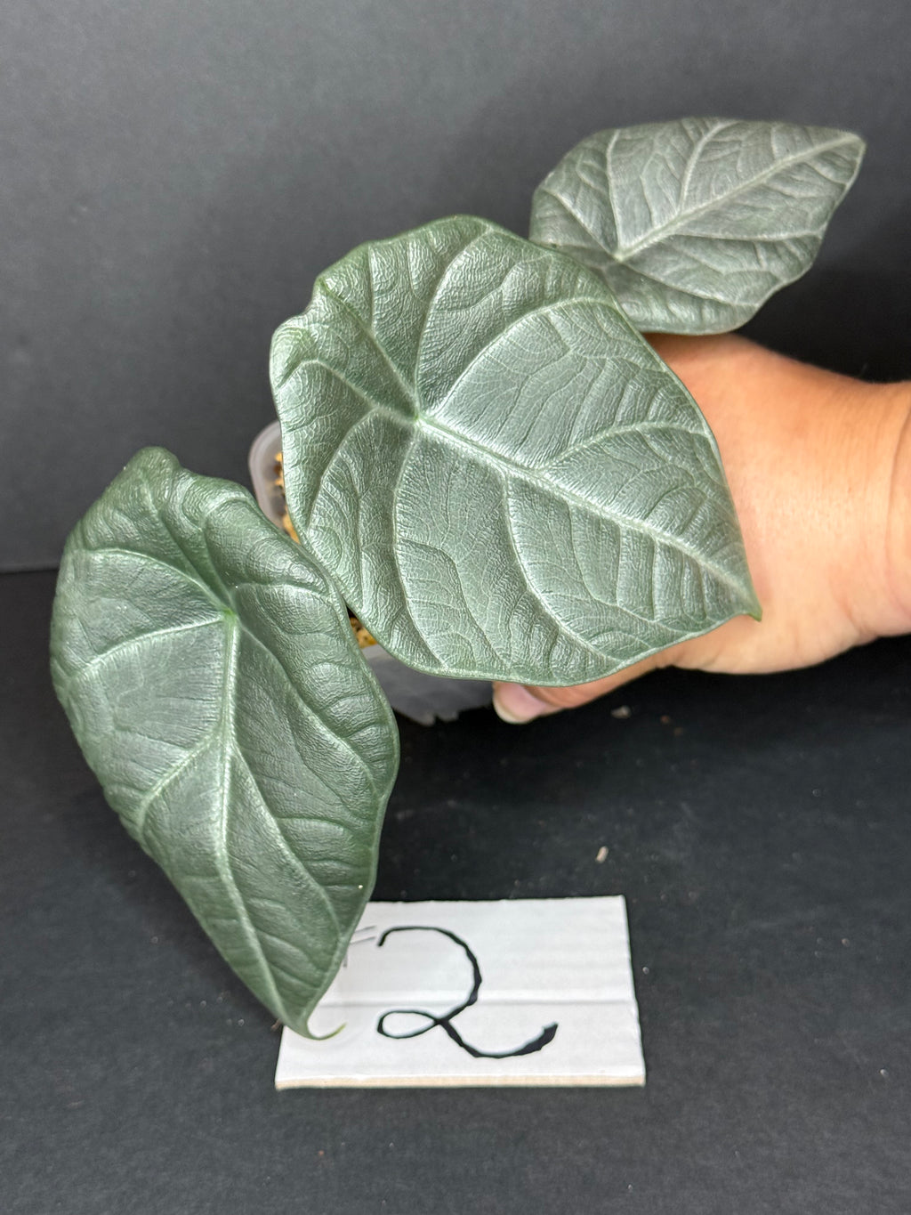 Alocasia Maharani Pup #2