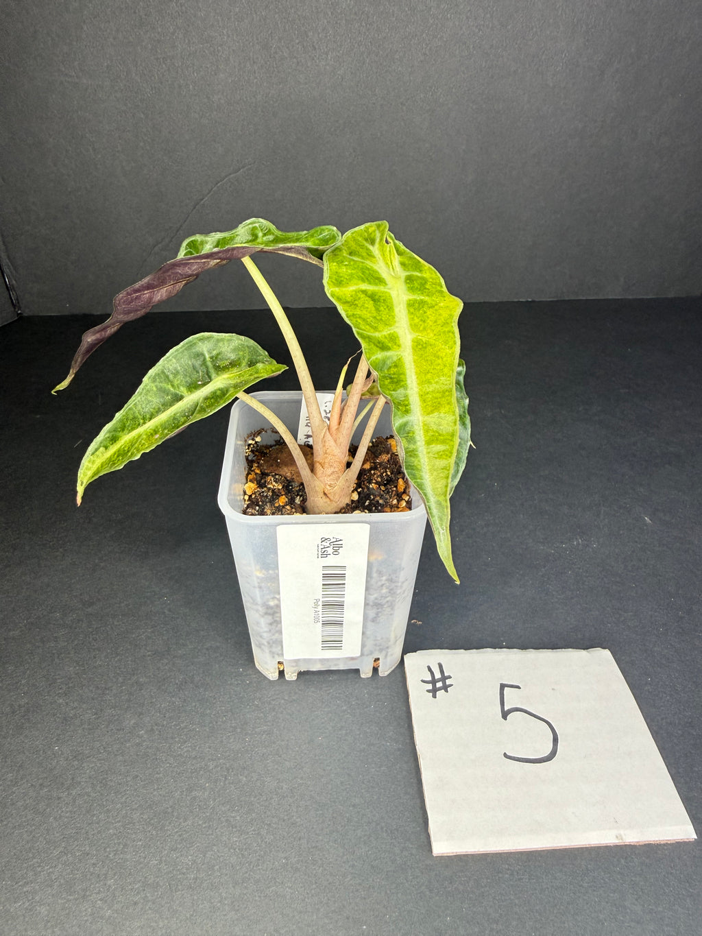 Alocasia Polly Aurea #5