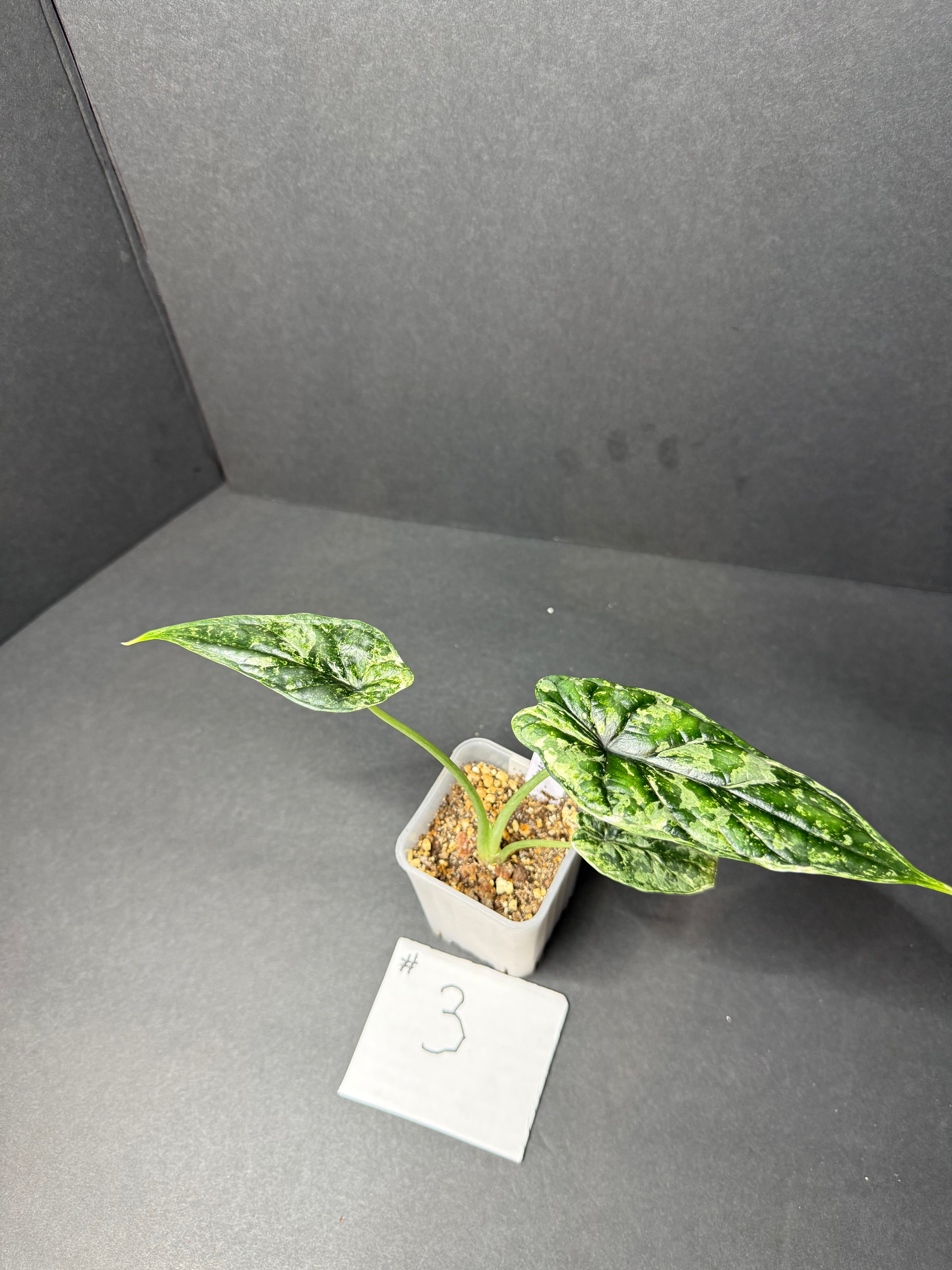 Alocasia Dragon Scale Mint #3