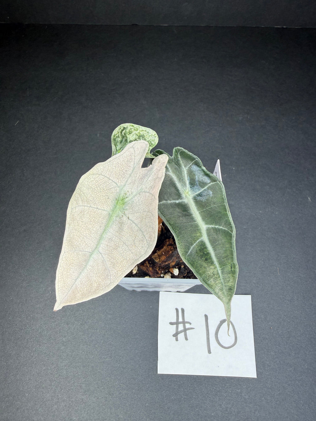 Alocasia Pink Polly Mint #10