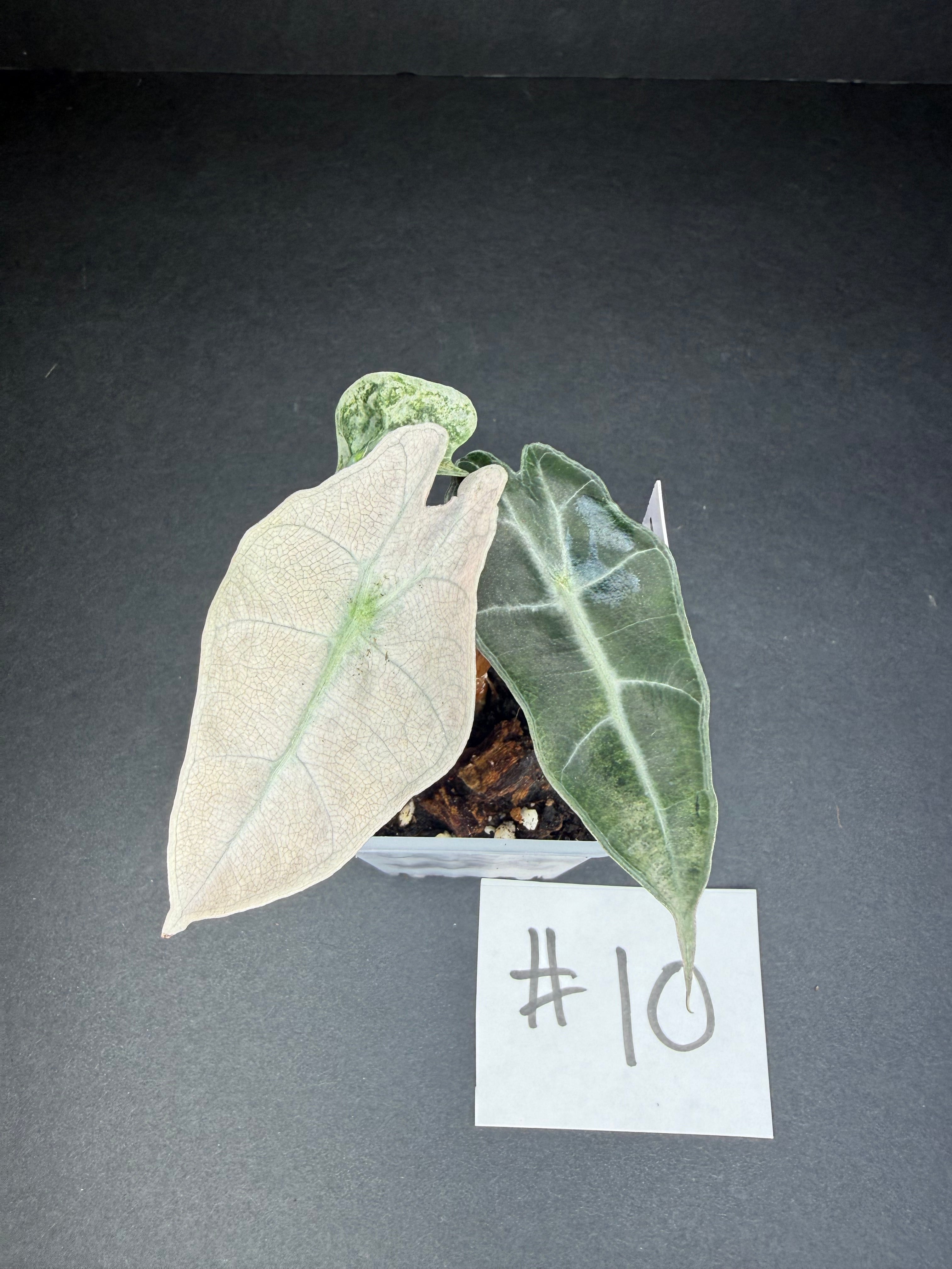 Alocasia Pink Polly Mint #10