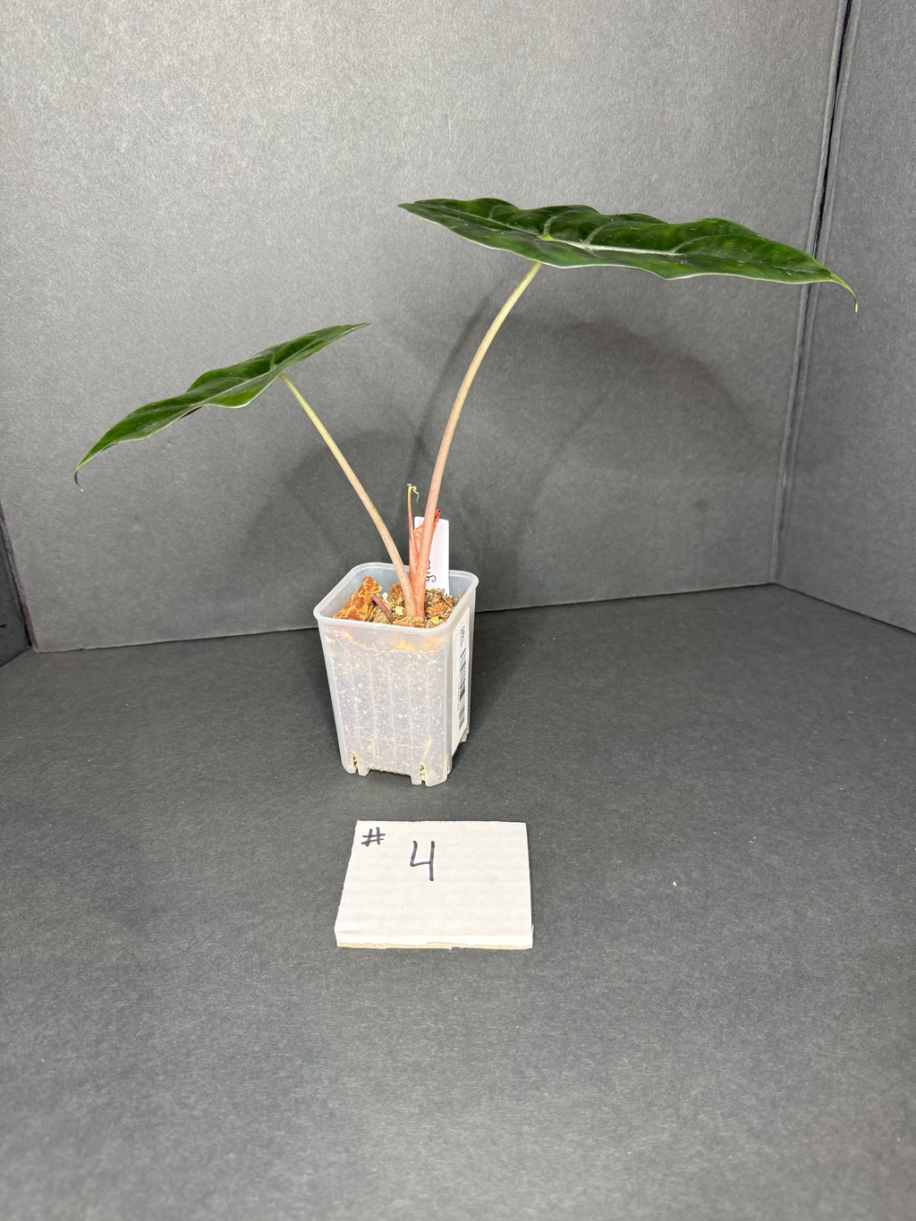 Alocasia Chantrieri Teen #4