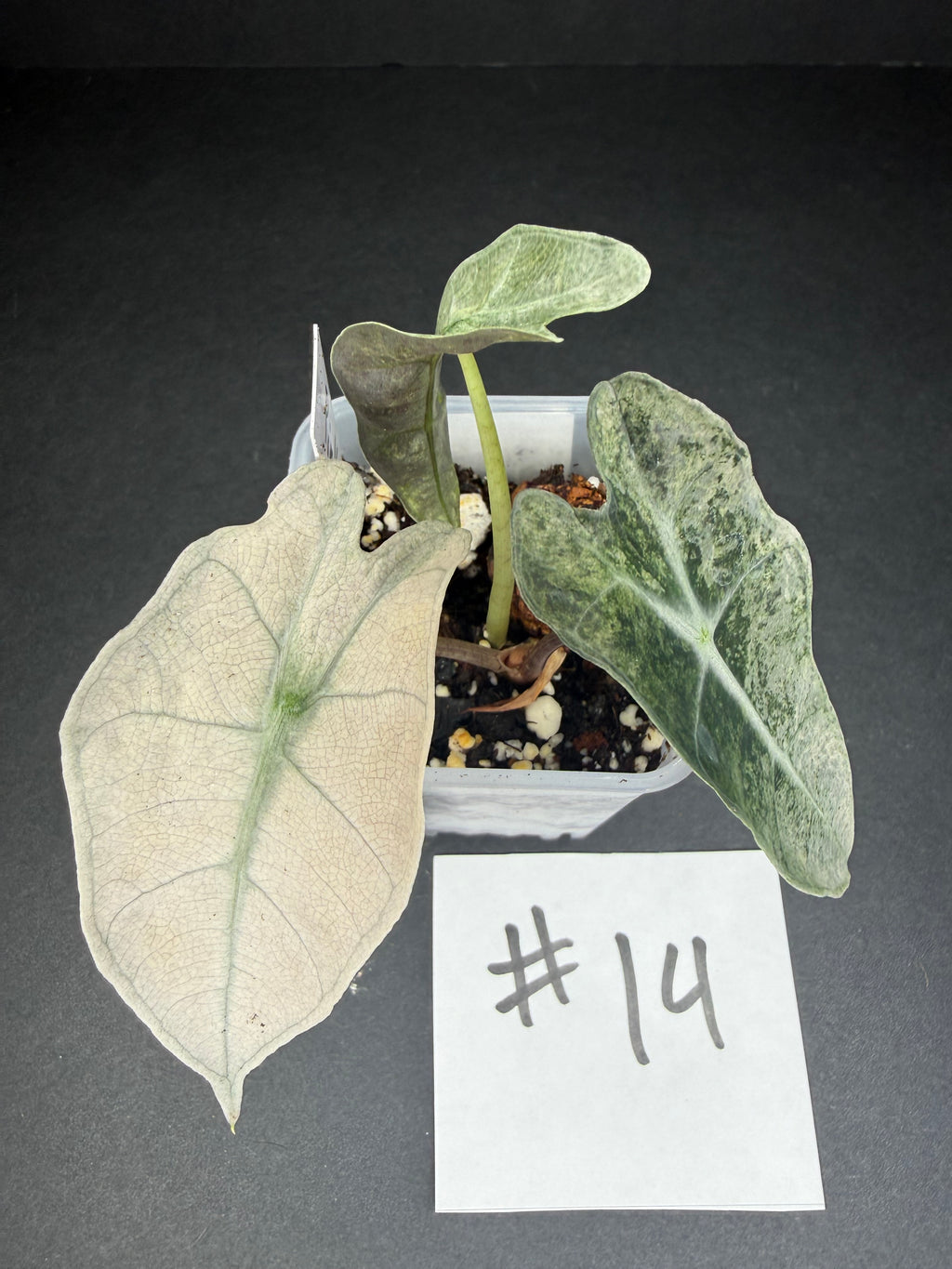 Alocasia Pink Polly Mint #14