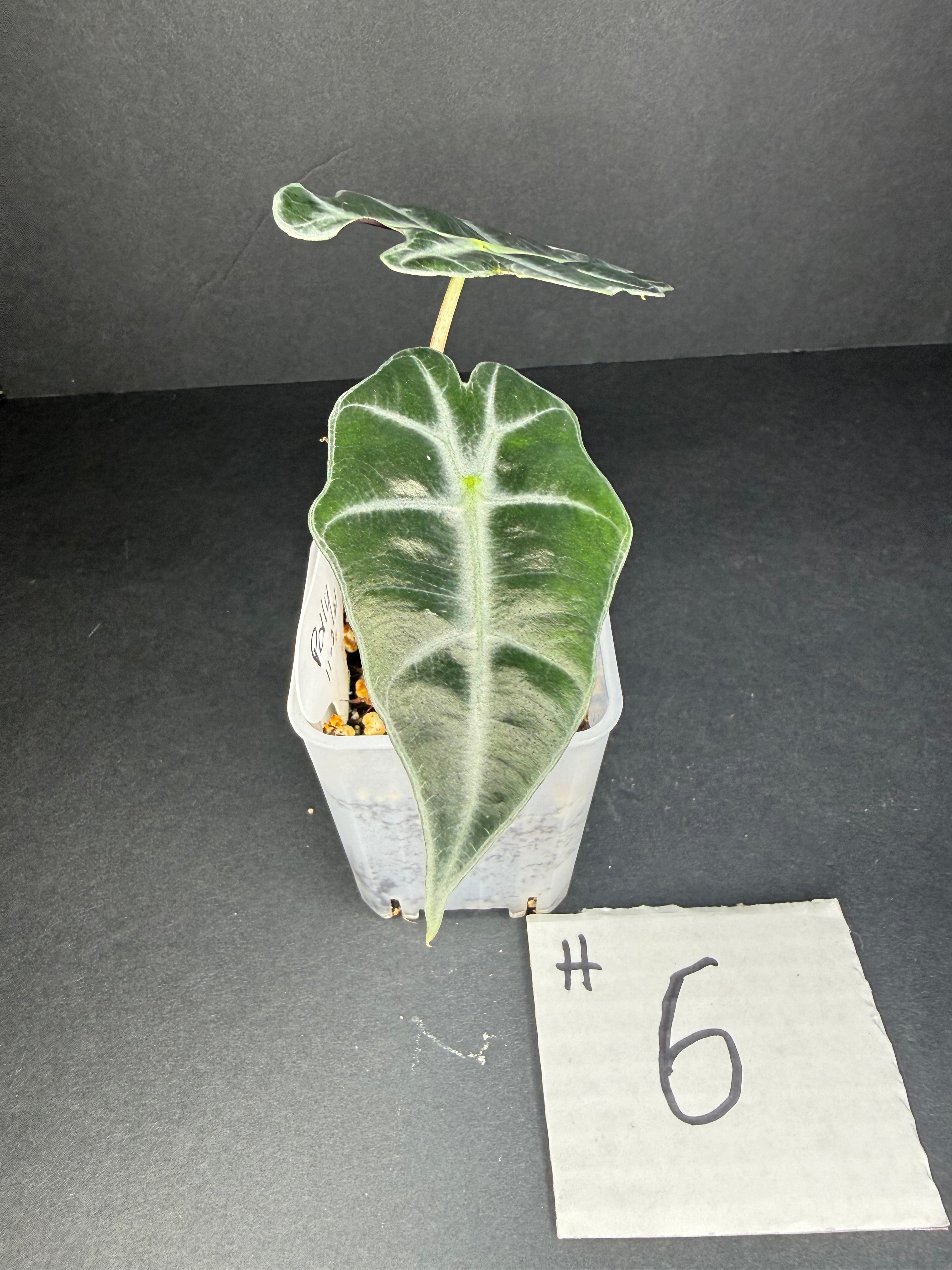 Alocasia Polly #6
