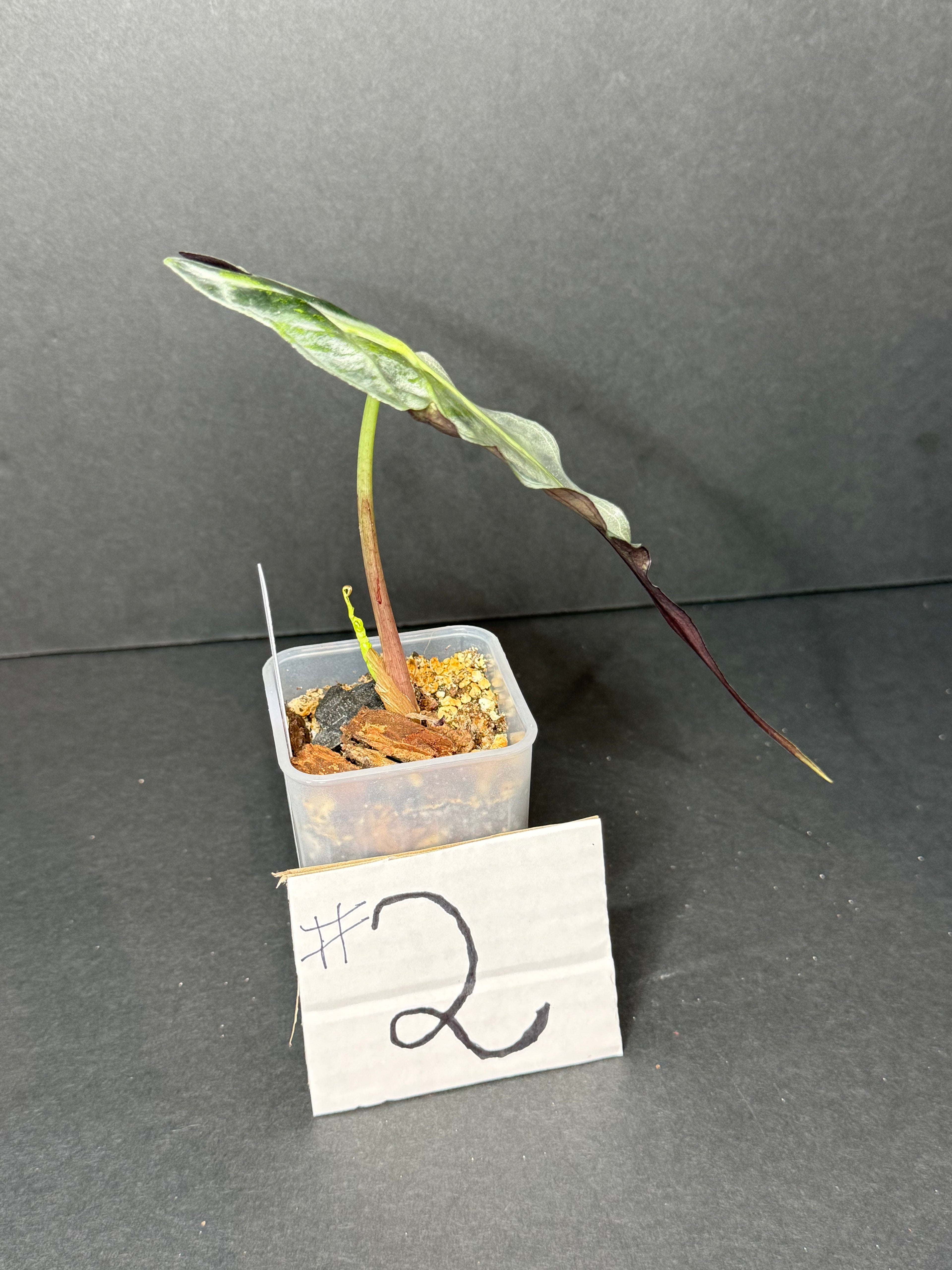 Alocasia Venom #2