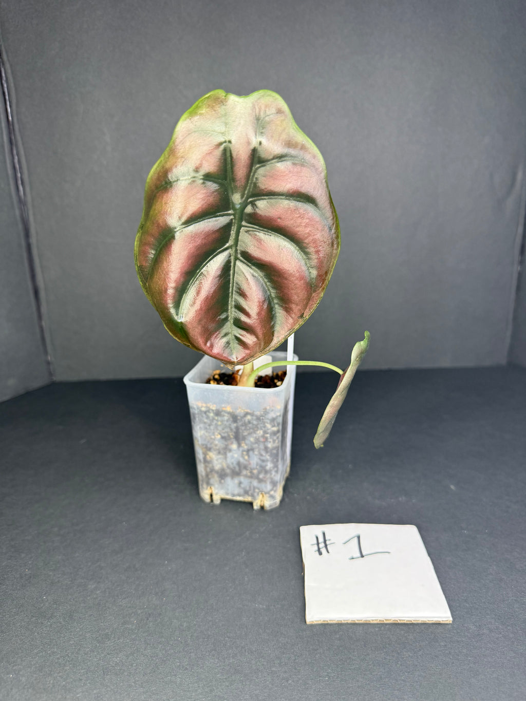 Alocasia Cuprea #1
