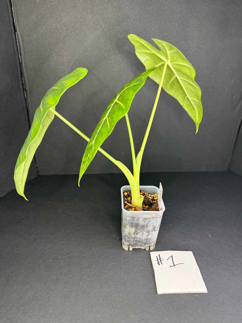 Alocasia Frydek #1