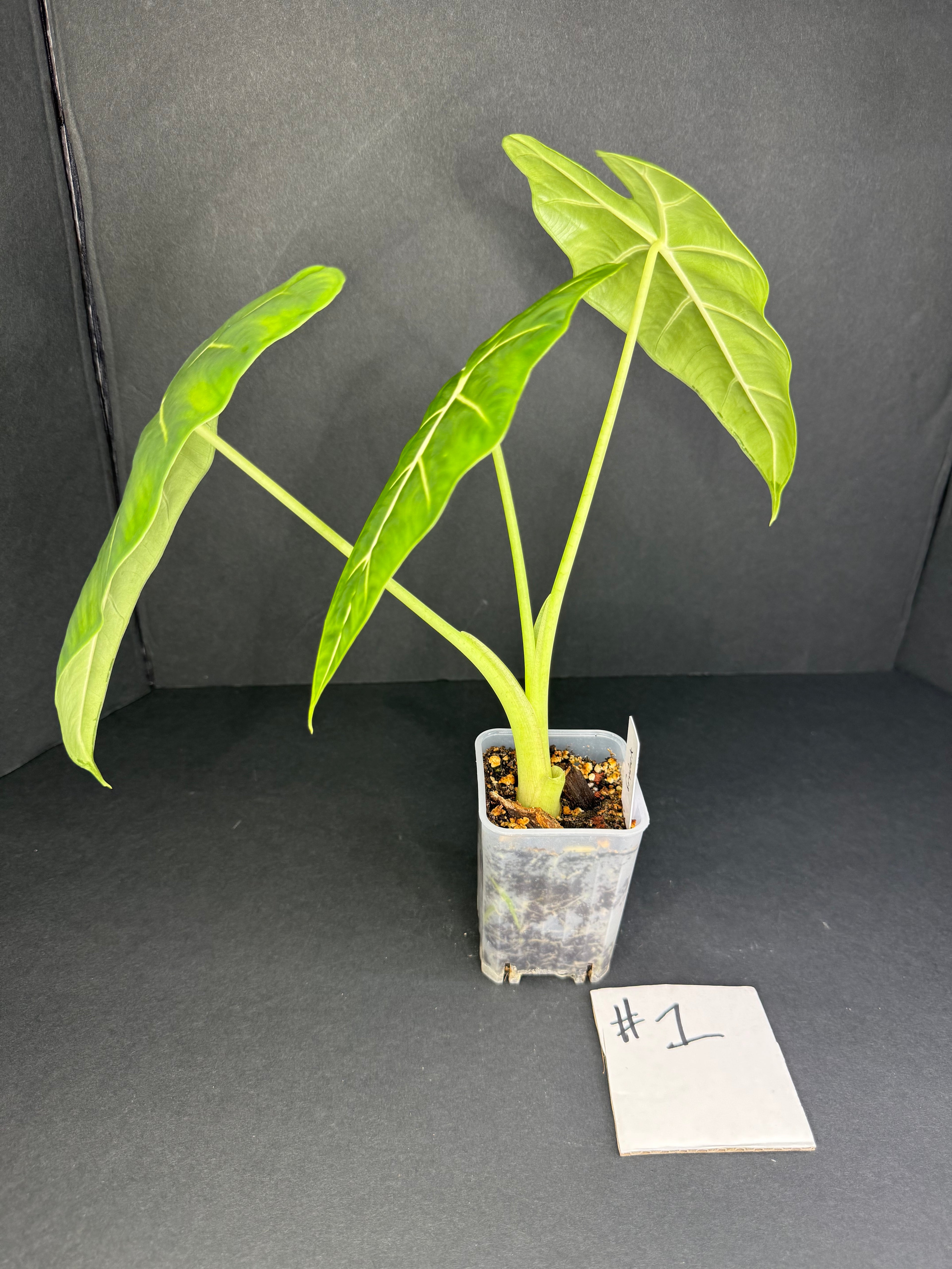 Alocasia Frydek #1