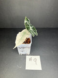 Alocasia Pink Polly Mint #9