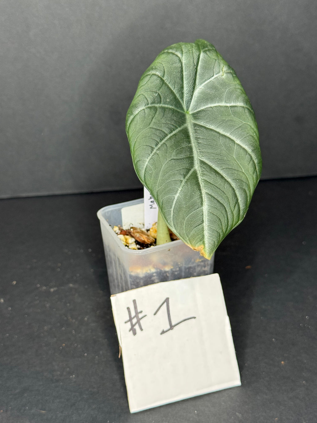 Alocasia Maharani Pup #1