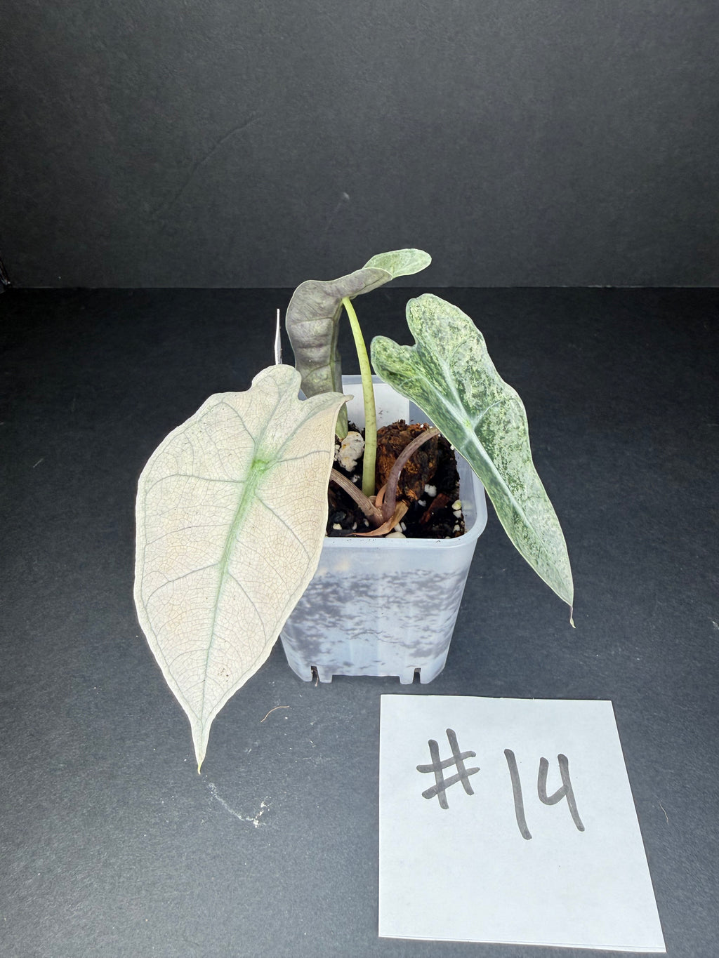 Alocasia Pink Polly Mint #14