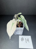 Alocasia Pink Polly Mint #14
