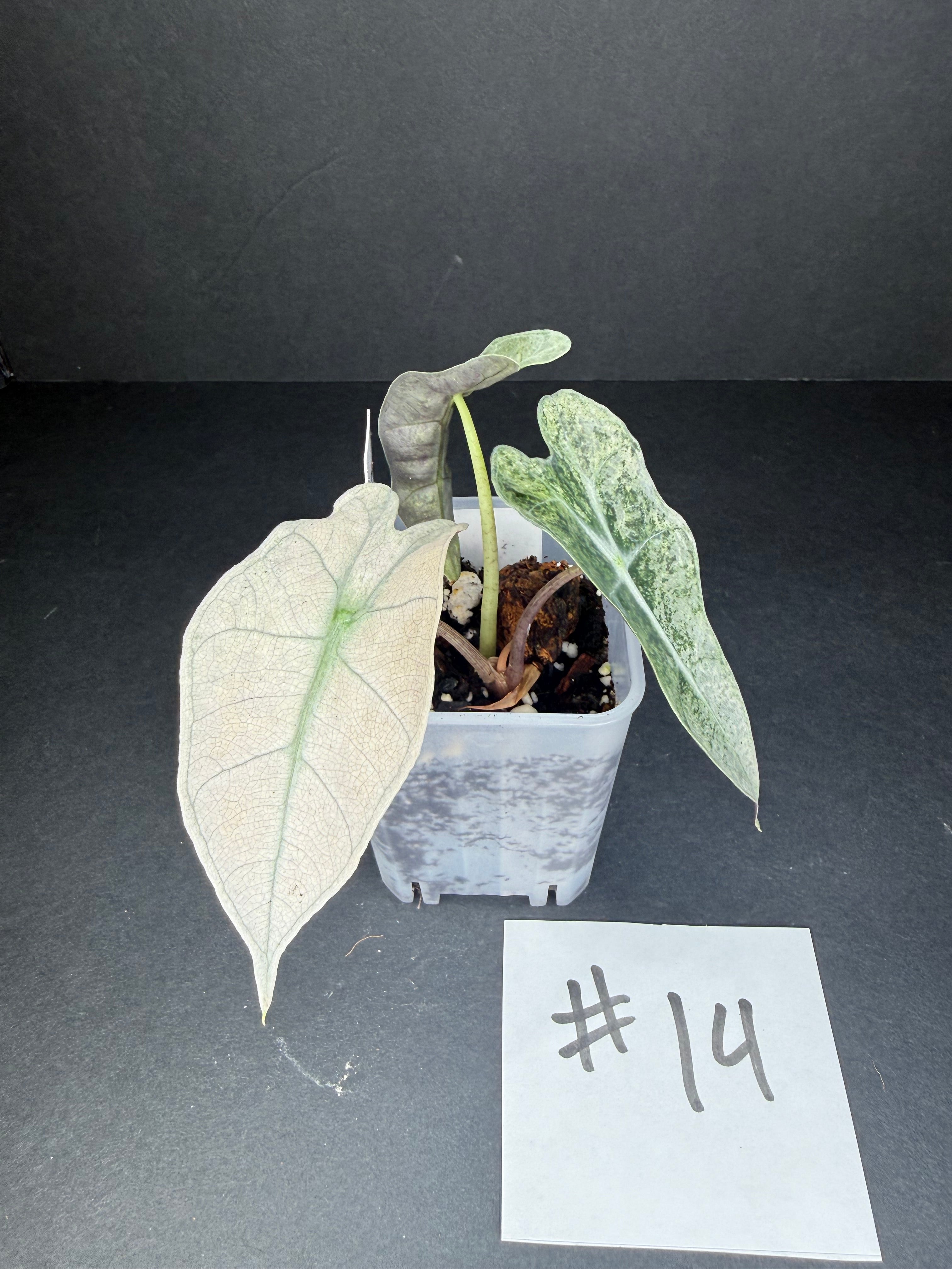 Alocasia Pink Polly Mint #14