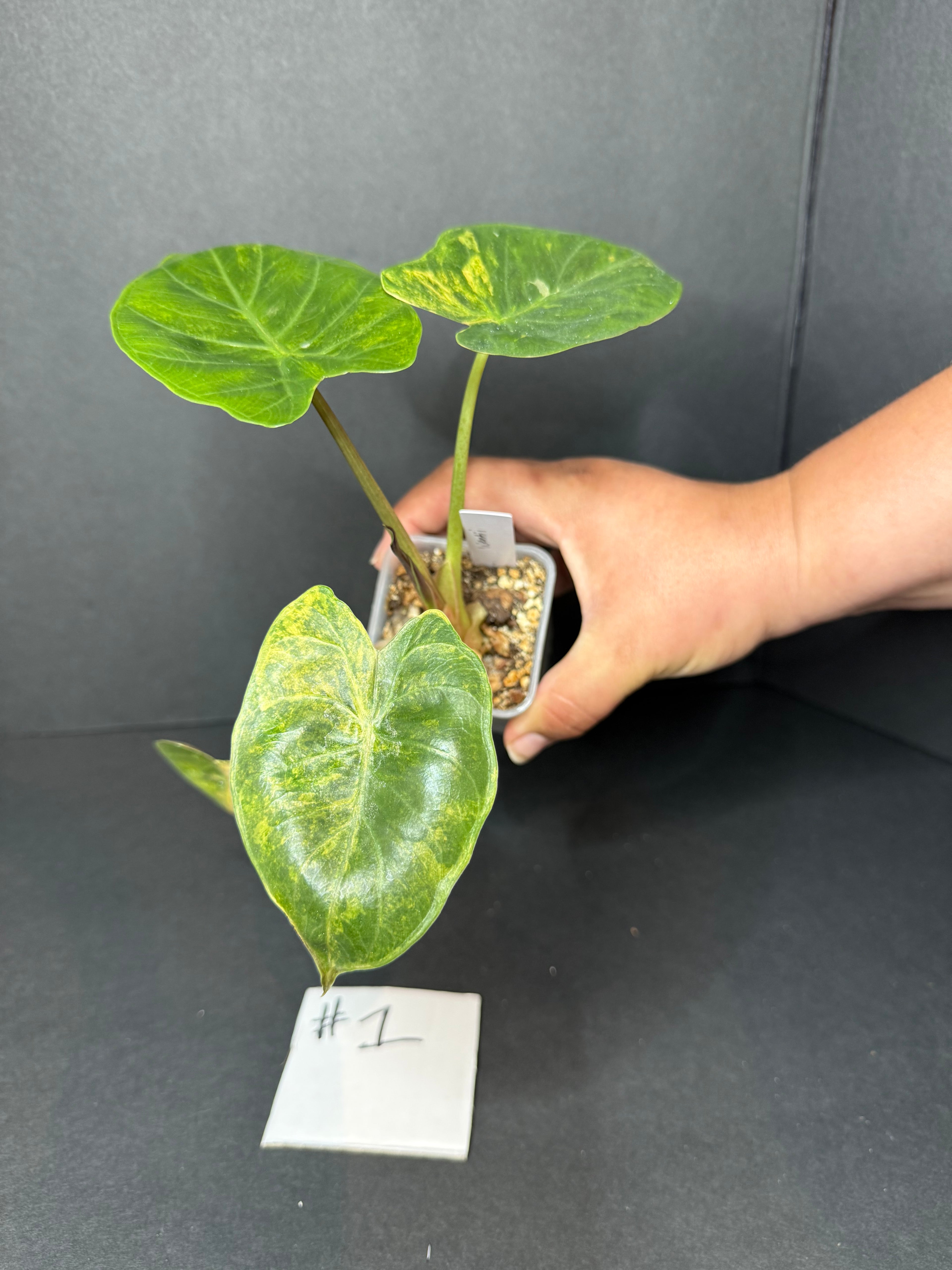 Alocasia Wentii #1