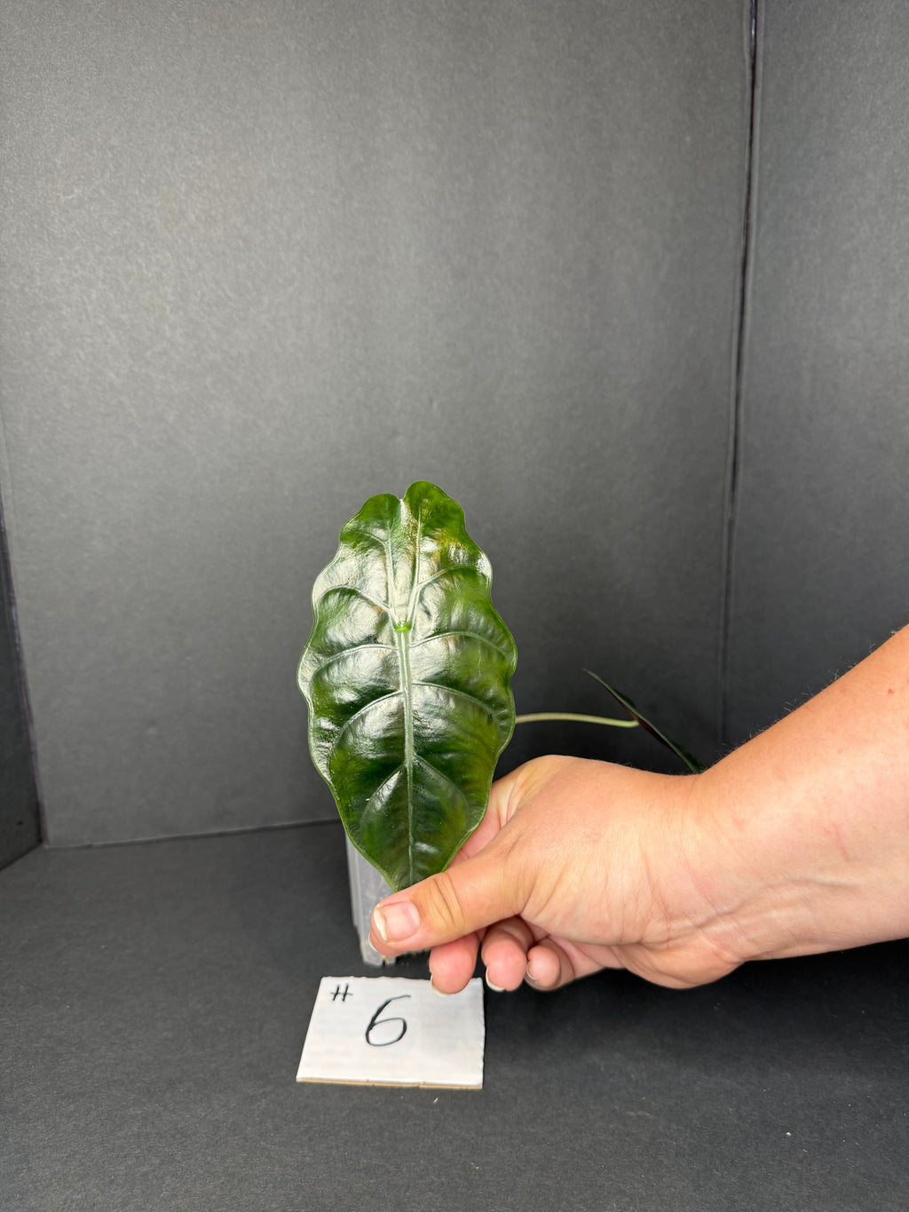 Alocasia Chantrieri #6