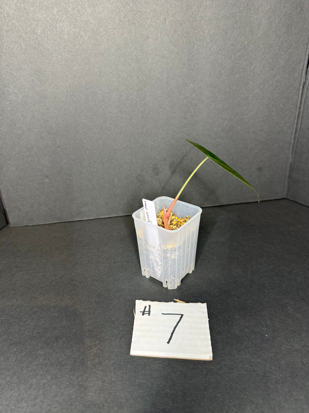Alocasia Chantrieri Pup #7